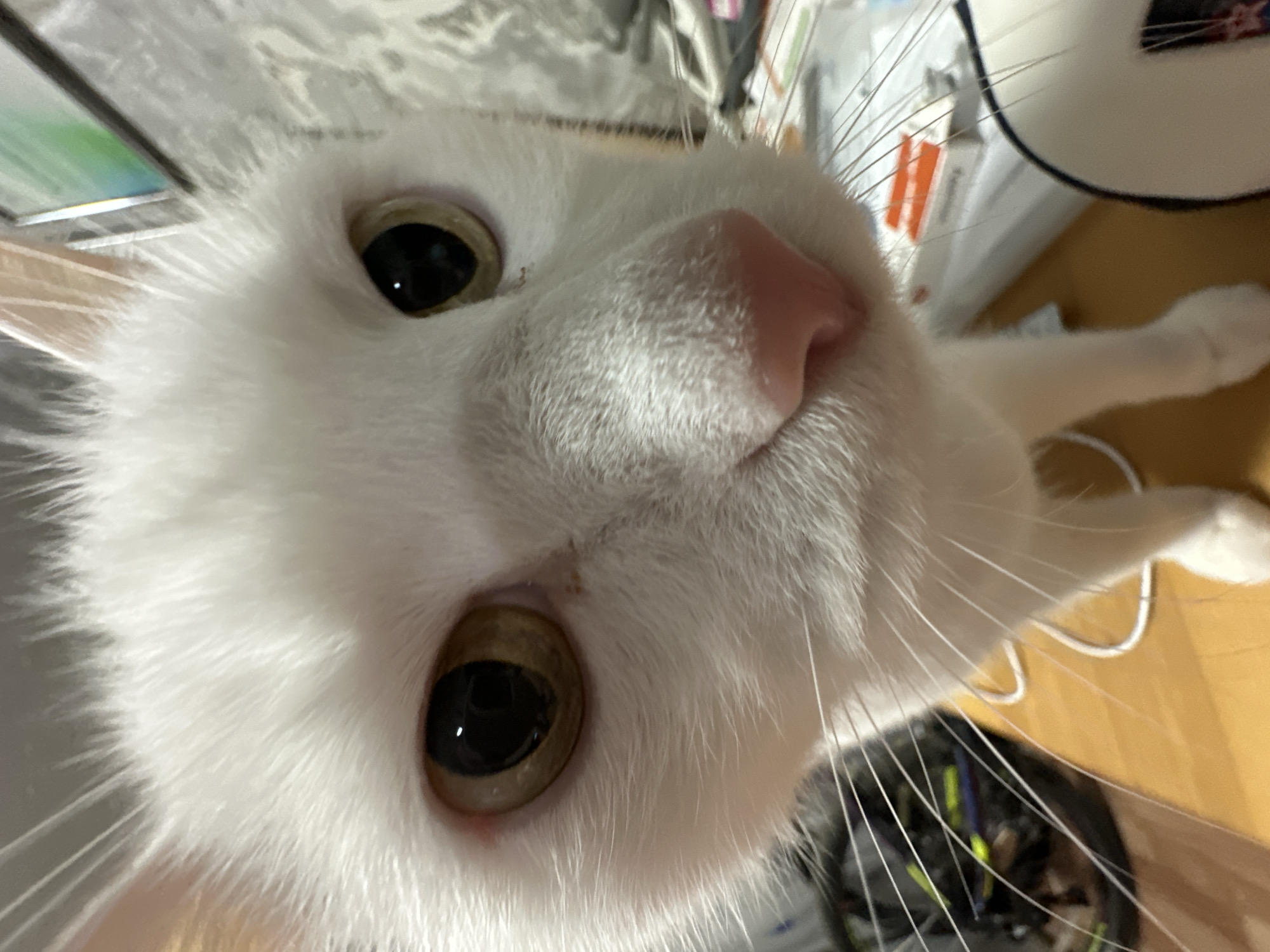 An extreme close-up, low-angle photograph captures the curious face of a white cat, looking directly into the camera. The cat's head fills the majority of the frame, emphasizing its features. Its large, dark pupils are prominent, surrounded by amber-colored irises. A pink nose sits centrally, with abundant white fur covering its face and long, fine white whiskers extending outwards. A small part of a pink ear is visible on the mid-right side, and a white paw can be seen extending into the background on the far right.
The background elements are blurred due to the close focus on the cat. On the upper left, a partial view of a screen with green and silver accents is visible, likely a laptop or tablet. The right side of the background shows a cluttered indoor environment with various indistinct objects, including wires and a light brown surface, suggesting a desk or floor. The cat's posture and direct gaze indicate an act of curiosity, as if it is inspecting the camera or photographer. The lighting is bright and consistent, characteristic of an indoor setting. There is no visible text in the image. The image is set in Chaikovsky, Russia.