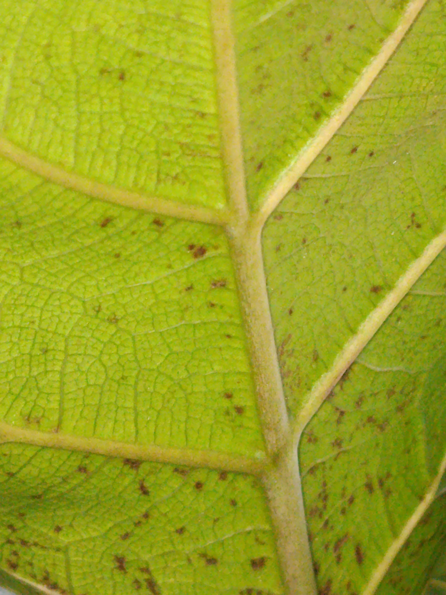 The image is a close-up, detailed view of a green leaf. The leaf exhibits a prominent central vein and several smaller, branching veins that create a network pattern across its surface. Scattered across the green surface of the leaf are numerous small, dark brown spots, suggesting some form of discoloration or damage. The lighting highlights the textured surface of the leaf. There is no identifiable location in the city of Tashkent, Uzbekistan depicted in this image, as it focuses solely on the macro details of a plant's leaf.