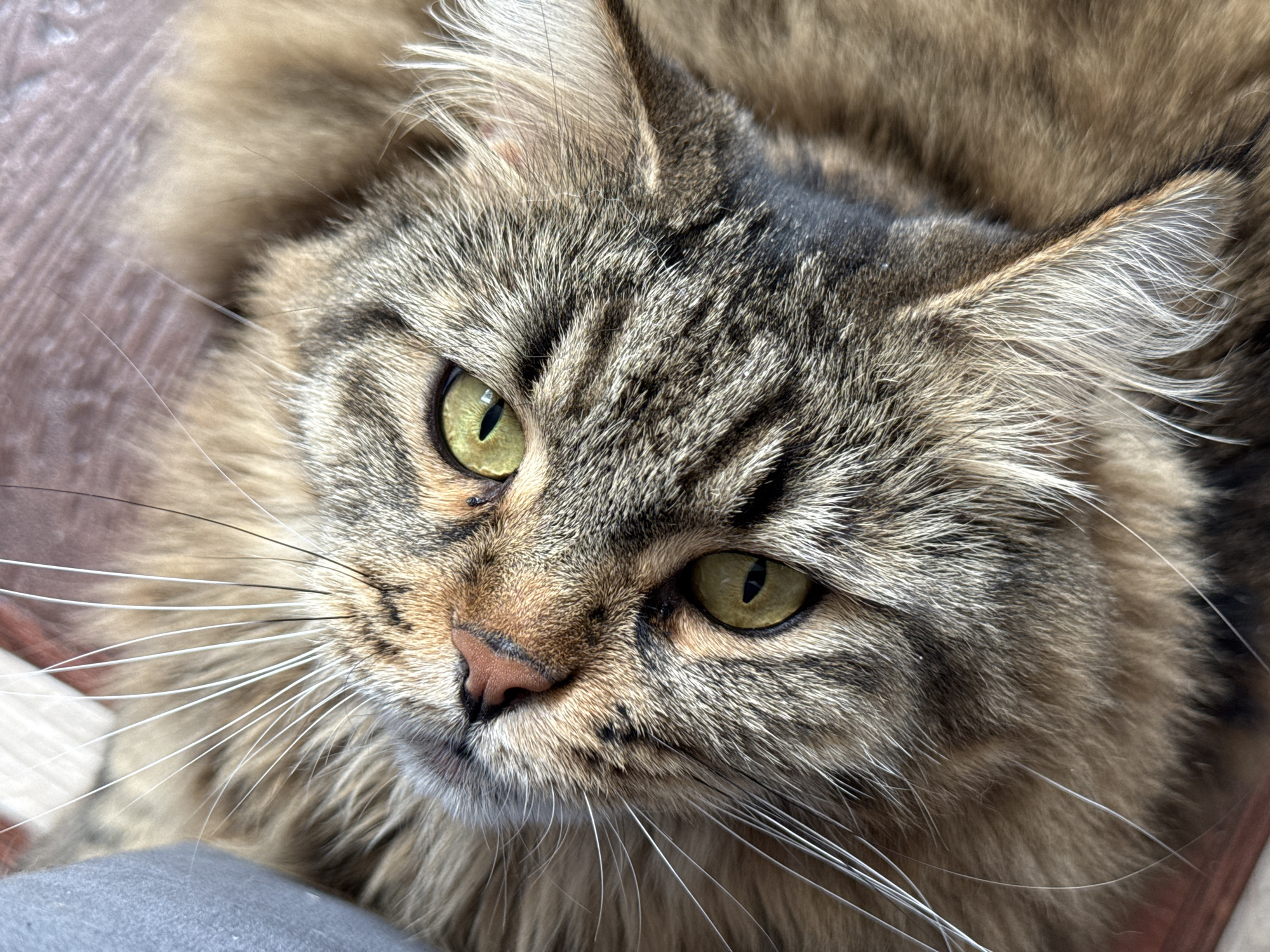 A close-up, overhead shot captures the face of a long-haired cat with green eyes and a tabby coat. The cat's fur is a mix of brown, black, and lighter shades. Its pink nose and prominent white whiskers are clearly visible. The background appears to be a wooden surface. There is no indication of the city of Izhevsk, Russia, or any other specific location within the image.