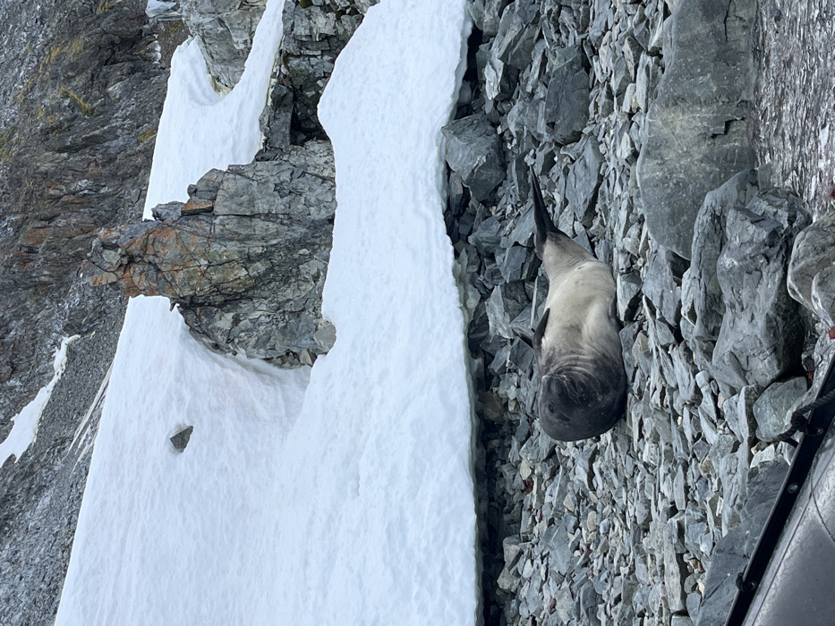 A gray seal lies on a rocky slope next to a snow-covered area. The rocks are primarily gray and jagged, contrasting with the smooth, white snow. The seal's body is long and sleek, blending with the rocks, while its head is turned upwards. The landscape appears barren and mountainous, possibly in a cold climate like Antarctica.