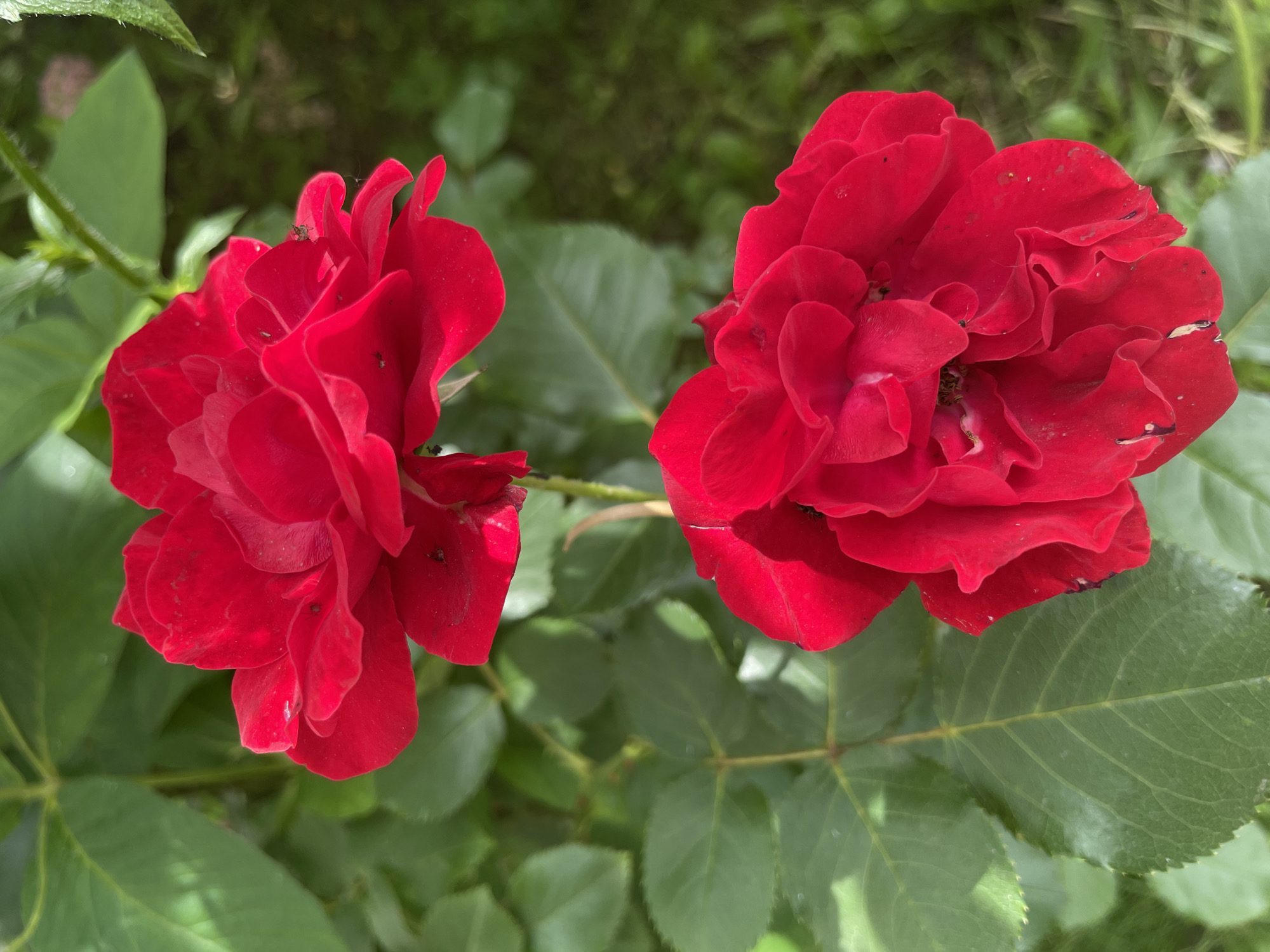 Two vibrant red roses are in full bloom, their petals ruffled and layered. They are set against a backdrop of lush green foliage, with some leaves out of focus in the foreground and background. The lighting suggests it is daytime, likely outdoors. There are a few small insects visible on the petals of the rose on the left, indicating a natural, outdoor setting. The image has a shallow depth of field, with the roses being the clear subjects and the surrounding greenery softly blurred. No people, text, or specific activities are depicted.