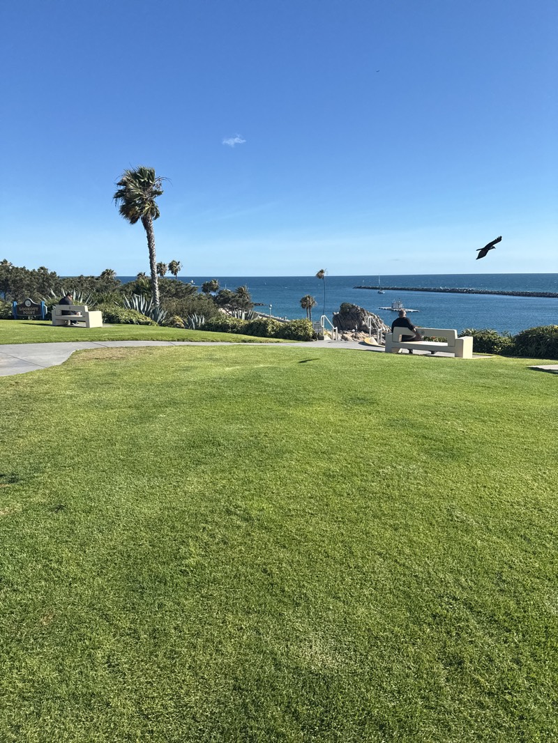 The image depicts a sunny day at Lookout Point Park in Newport Beach, California. A lush green lawn slopes downward towards the ocean. A lone palm tree stands to the left. Two benches are visible, one occupied by a person and one empty. A bird flies in the sky to the right. A pathway runs along the back of the park leading to stairs that go down towards the ocean. The ocean stretches to the horizon, and the harbor channel is visible. The sky is clear and blue with a single small cloud.