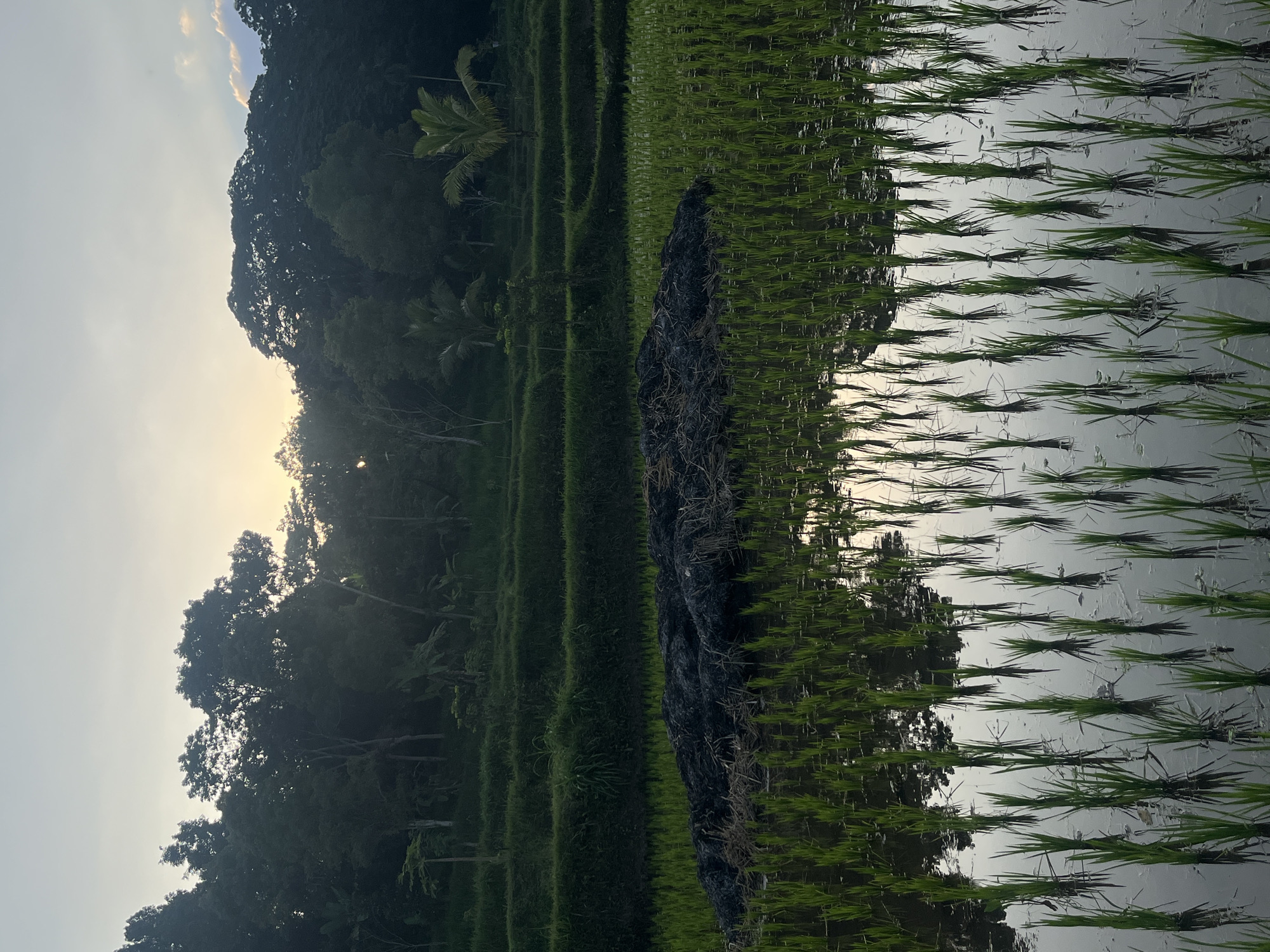 In Tetebatu, Indonesia, a tranquil rice paddy stretches out under a soft sky, hinting at either sunrise or sunset. Lush green rice seedlings, meticulously planted in rows, emerge from the shallow, reflective water. In the foreground, a dark mound of organic material, possibly compost or dried vegetation, rests prominently amidst the young crops. Behind the paddy, terraced layers of darker green vegetation ascend towards a dense wall of trees that forms the horizon. The trees, a mix of various species, create a silhouetted backdrop against the pale, diffused light. The overall scene evokes a sense of rural serenity and agricultural abundance.