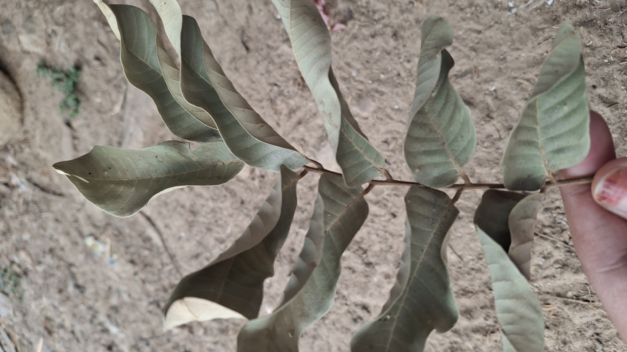 In Pucakwangi, Indonesia, a close-up shot focuses on a young plant with pale green leaves, held by a hand. The plant's stem is thin and brown, with leaves arranged oppositely. The leaves themselves are elongated and slightly wavy, with visible veins. The background is a dry, sandy ground with scattered small stones and some dried leaves. A small patch of green vegetation is visible in the mid-ground. The lighting suggests it is daytime.