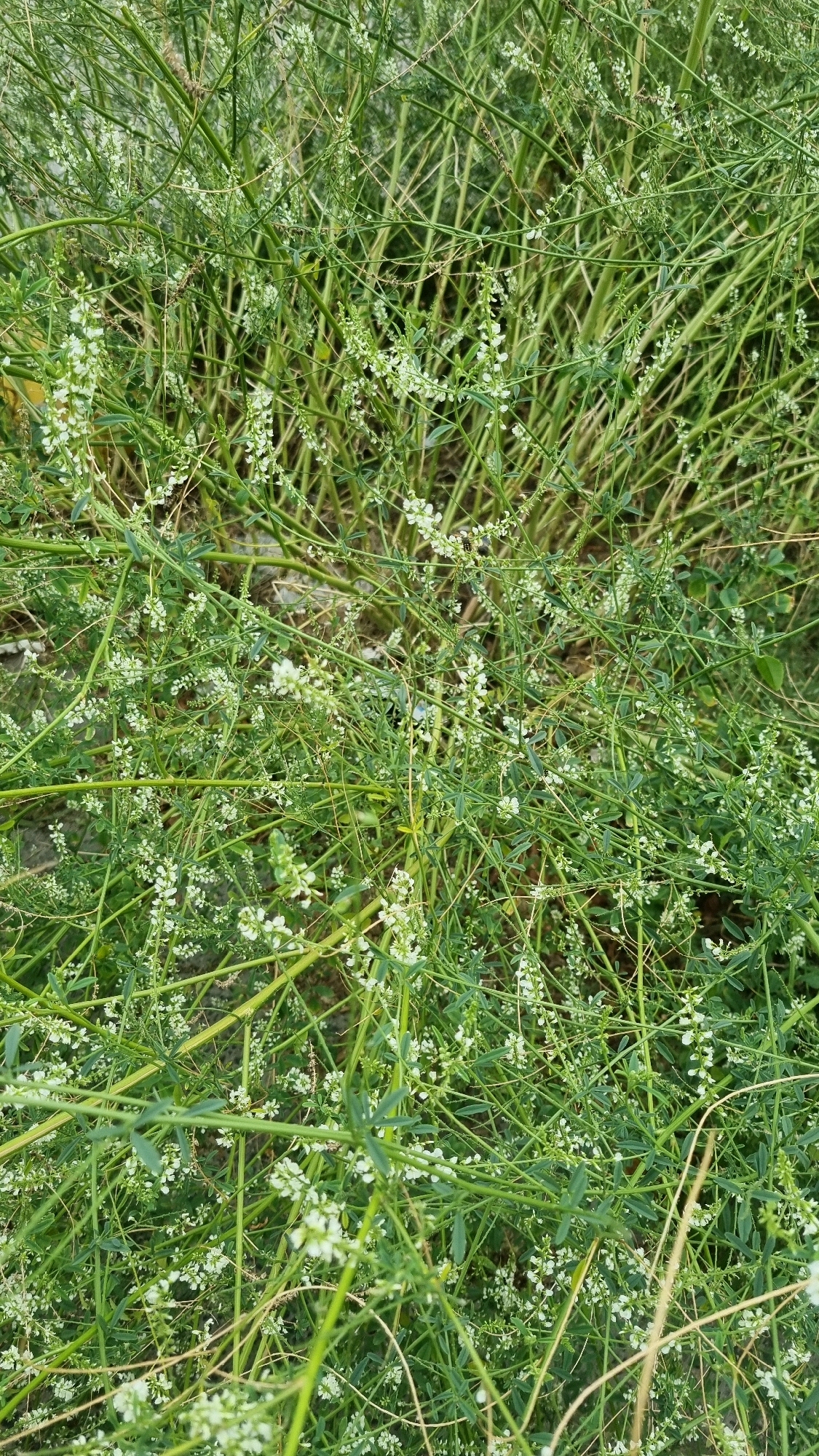 The image shows a dense growth of green herbaceous plants, with numerous small white flowers scattered throughout. The plants are characterized by thin, branching stems and small, compound leaves. The overall impression is of a natural, uncultivated area. There is no indication of human presence or urban environment within the frame of the image. The scene appears to be outdoors, in a natural setting.