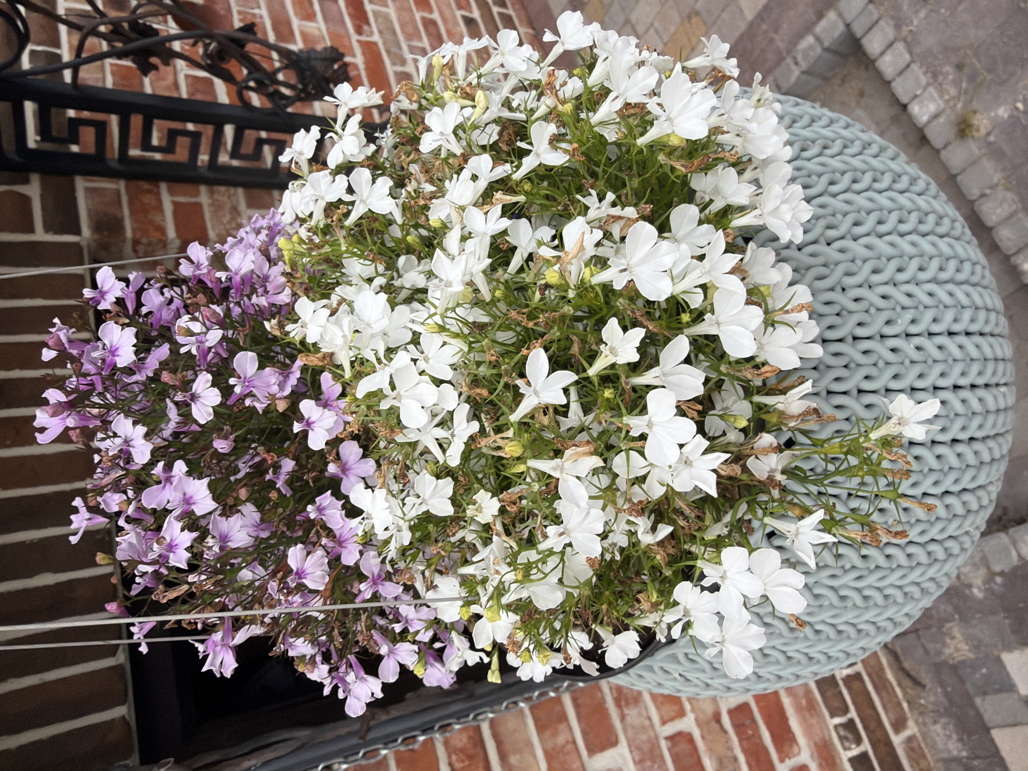 This image shows a hanging planter filled with two varieties of flowers: light purple and white lobelia. The planter itself is a pale blue, textured to resemble knitted fabric. It hangs in front of a brick wall, with a black wrought-iron decorative element visible to the right. The ground is paved with bricks. There are no people or animals present in the image. The scene appears to be an outdoor setting, possibly a garden or a porch, in a location that could be anywhere, as there are no specific indicators of the city of Дорожный, Russia.