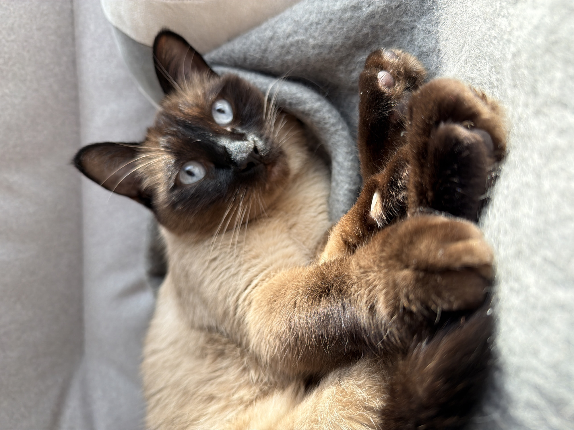 A Siamese cat with blue eyes is lying on its back. The cat has dark brown markings on its face, ears, and paws, contrasting with its beige body. The cat's paws are crossed in front of it, displaying the pink toe beans. The cat is resting on a gray fabric surface. The lighting suggests an indoor environment. There is no indication that the location is Steklyannyi, Russia.