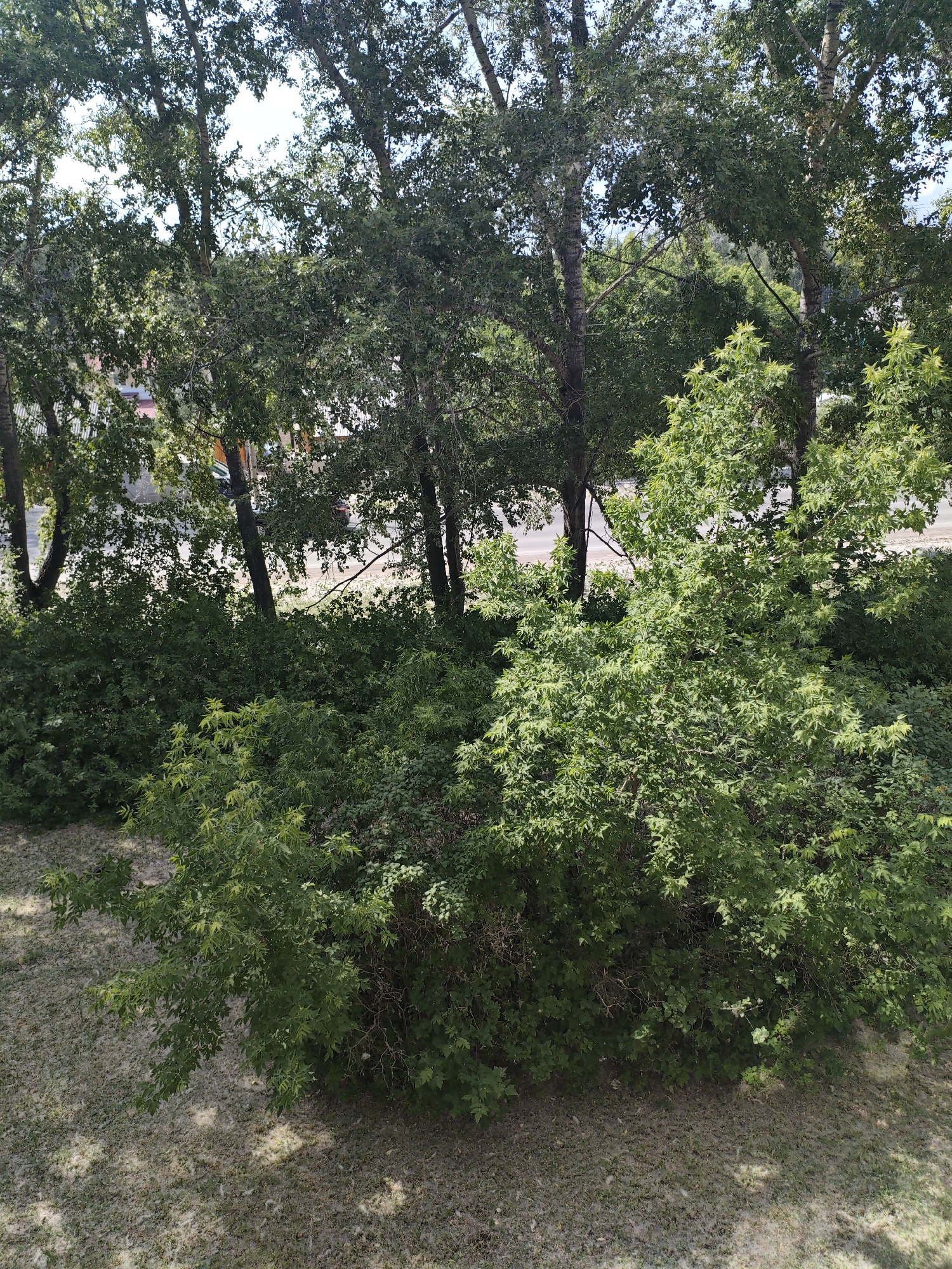 The image shows a view from a height, looking down at a dense growth of green trees and bushes. In the background, parts of buildings and a road are visible through the foliage. The ground in the foreground appears to be covered with light-colored debris, possibly grass clippings or fallen leaves, with shadows of the trees cast upon it. The scene depicts an outdoor urban environment with significant vegetation.