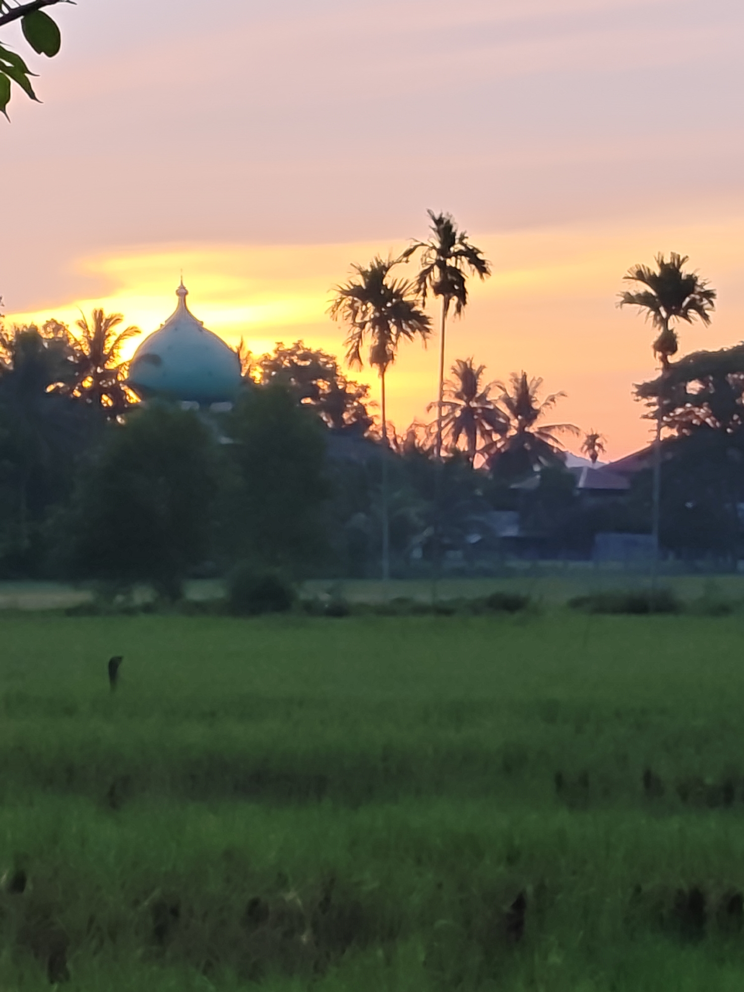 The image captures a landscape in Meunasahalue, Indonesia, under a sky exhibiting a gradient from light purple at the top to vibrant orange and yellow closer to the horizon, consistent with sunrise or sunset conditions. Centrally positioned against the brightest portion of the sky is a light-blue domed building, featuring a finial at its apex, characteristic of a mosque. A dense treeline, composed primarily of palm trees and other foliage, forms a dark silhouette across the midground, partially obscuring the lower section of the dome. Beyond the treeline, indistinct darker structures are visible against the illuminated horizon. The foreground consists of an expansive green field, showing textural variations in its vegetation. A single, dark, elongated object stands upright in the left-mid section of this field. A dark green leaf is partially visible in the upper-left corner of the frame.