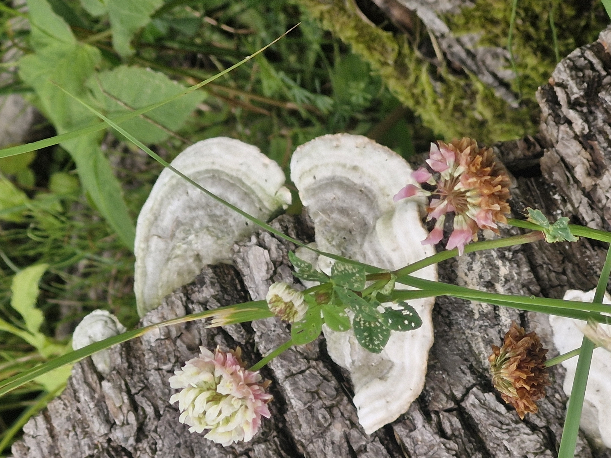 The image shows a close-up of a fallen log with various plants and fungi growing on it. In the foreground, there are three clover flowers. One is a fresh, white and pink clover bloom. Another is a partially bloomed pink clover. The third is a dried-out brown clover flower. There are also green clover leaves with white spots. Two large bracket fungi are visible growing on the side of the log. The log has rough, textured bark. In the background, there is green foliage and a patch of moss on another part of the log. The scene appears to be in a natural outdoor setting, possibly a forest or park. No people are visible in the image. The location is identified as being in the city of Ķekava, Latvia.