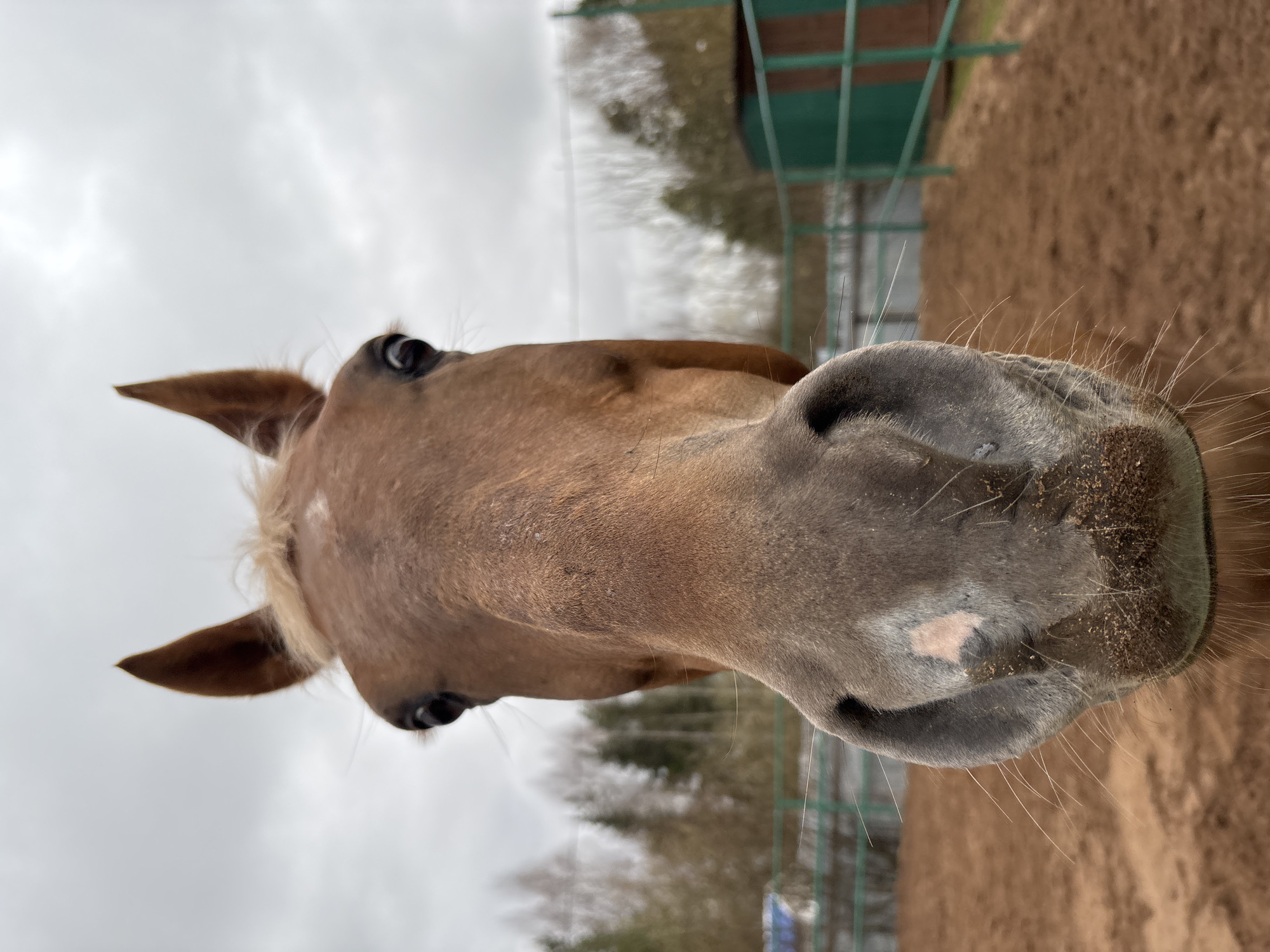 A close-up, upward-facing view of a light brown horse's head. The horse's nose is prominent, with dirt visible on it. The horse has brown eyes and small, pointed ears. The background includes a brown dirt area, a green metal fence, and trees. The sky is overcast. It is impossible to confirm from the image that the location is Русский Вожой, Russia.