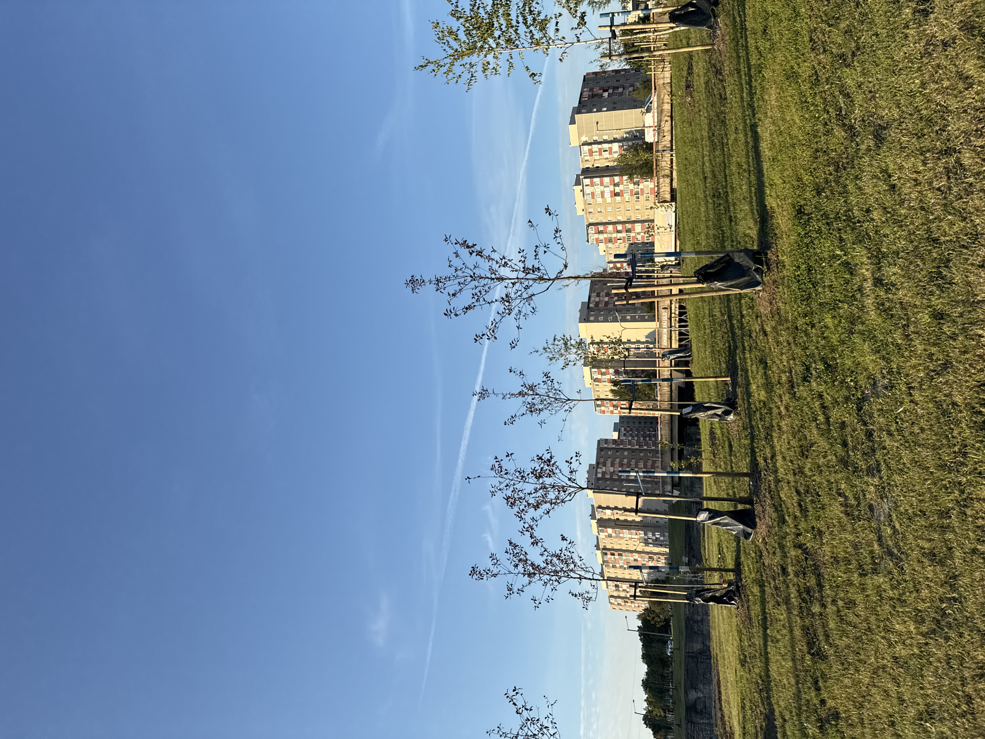 The image shows a park with several young trees planted in a grassy area. The trees are supported by wooden stakes and have black protective coverings around their bases. In the background, there are several multi-story residential buildings with light-colored facades and red accents. A clear blue sky with a faint contrail stretches across the top of the image. The scene appears to be a public space undergoing landscaping or development. Based on the architecture of the buildings and the overall environment, this location is likely in Lasnamäe, a district of Tallinn, Estonia, known for its Soviet-era apartment blocks.