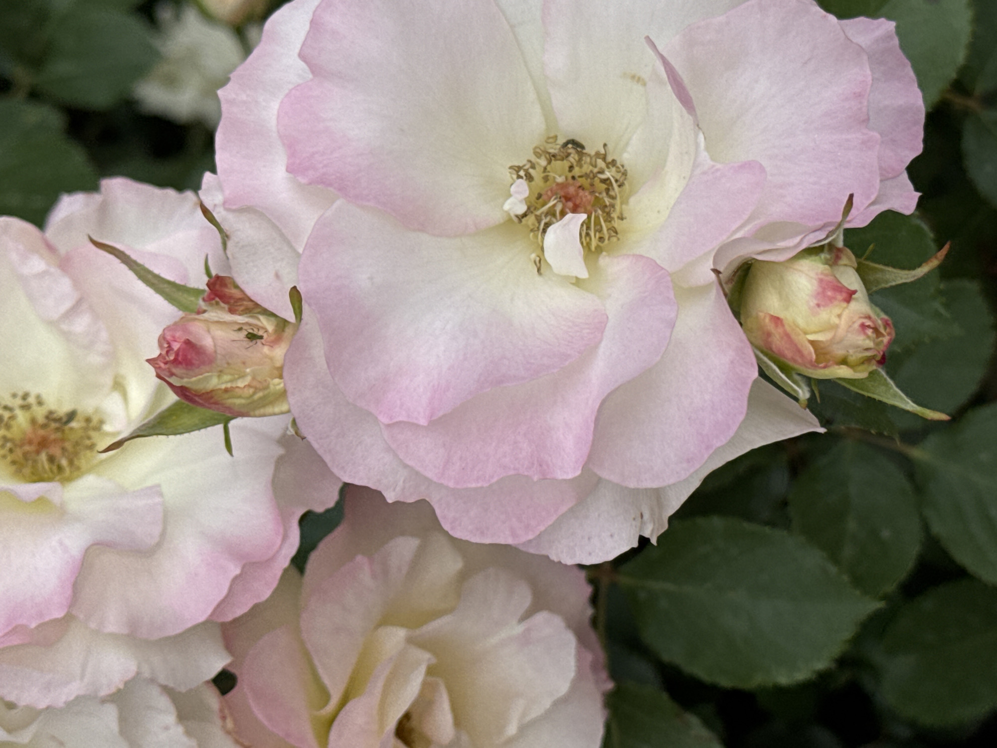 A close-up shot reveals a cluster of pale pink and white roses with budding roses nearby. The roses are in various stages of bloom, with the central rose fully open and showcasing its yellow and brown center. The petals of the roses have a subtle pink hue, fading to white towards the base. Buds are present on either side of the fully open rose. The background is filled with dark green leaves, providing a backdrop for the delicate blossoms. The setting is not explicitly identifiable as Budva, Montenegro, from the image alone.