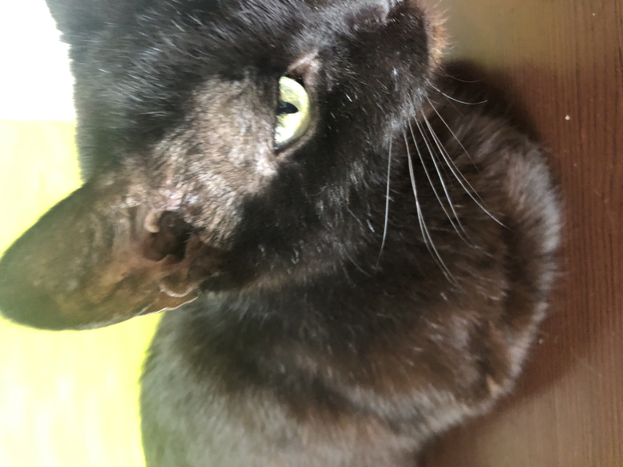 A close-up, slightly out-of-focus image shows the head and upper body of a black cat with green eyes. The cat is facing the right side of the frame. Its fur appears dark, with some lighter brown or reddish undertones visible on its face and ears. The background is a bright yellow, out-of-focus area. The cat is resting on a brown, wooden surface. No location in Moscow, Russia, can be identified from this image.