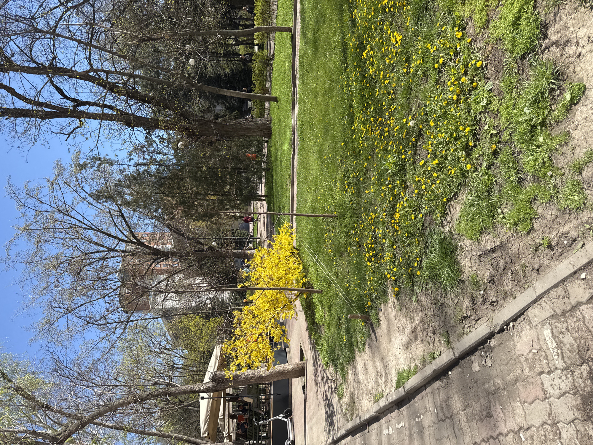 A park scene on a clear day features a paved pathway along a green lawn covered in yellow flowers. Trees surround the area, some bare-branched and others with green foliage. A forsythia bush in full bloom stands near a tree shading an outdoor cafe area. Distant buildings are partially visible through the trees. People are seated at the cafe tables. A scooter is visible parked by the cafe area. The location is likely in Rostov-on-Don, Russia.