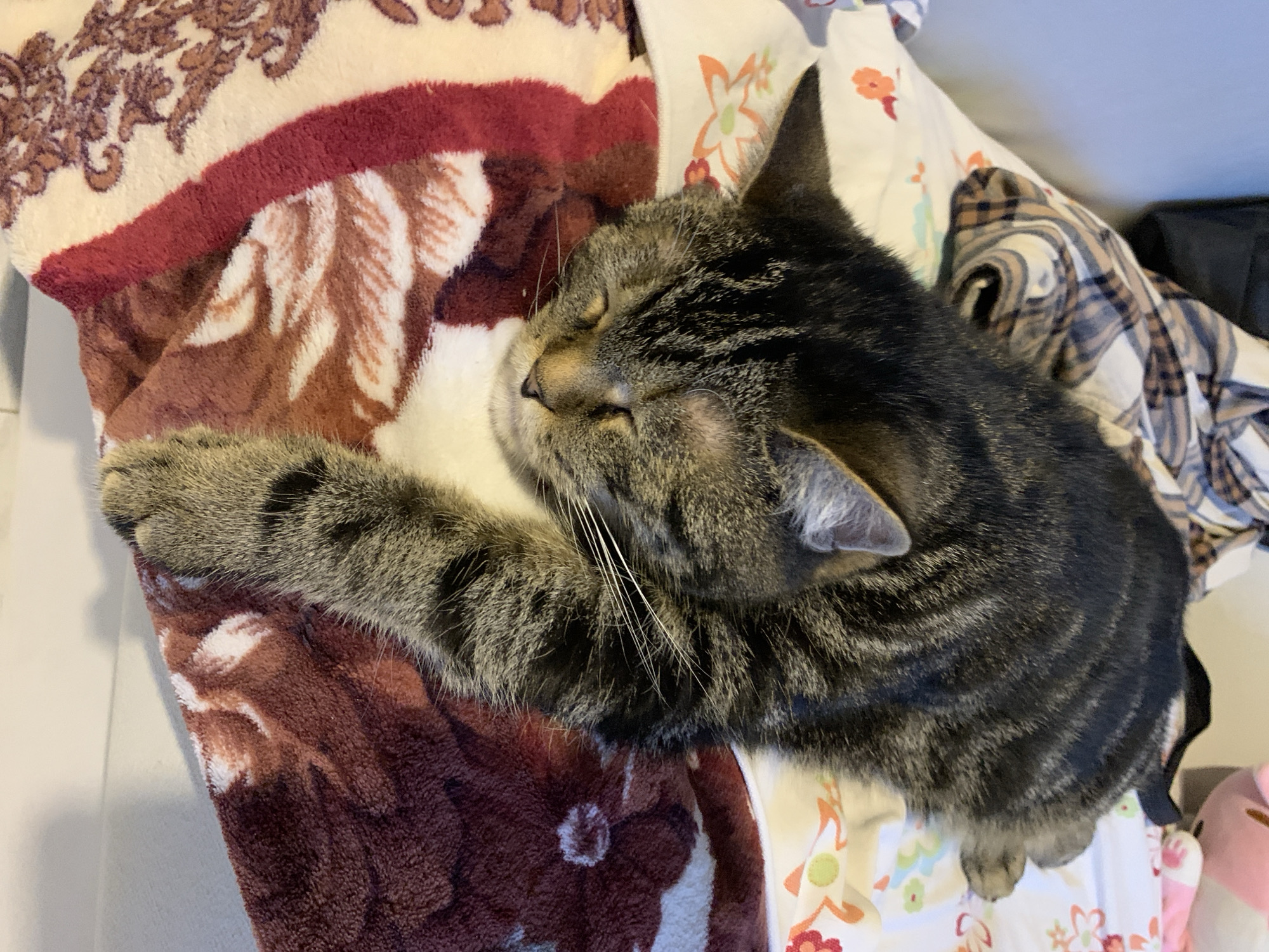 A brown and black tabby cat is sleeping on a bed with floral-patterned bedding and a burgundy blanket. The cat is curled up, with its eyes closed and its paws tucked in. A plaid shirt is visible in the background. The scene is well-lit, suggesting it might be daytime. The overall impression is one of comfort and relaxation.