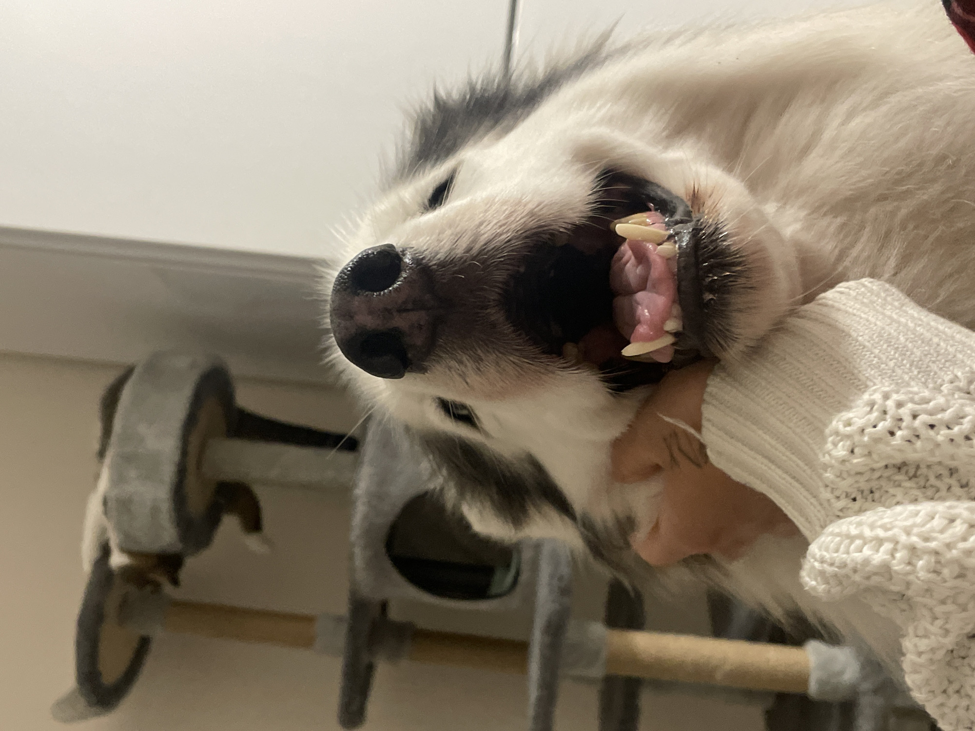 A close-up, low-angle shot depicts a white and black dog with its mouth open, teeth visible. A person wearing a white knit sweater is holding the dog. In the background, a gray cat tree structure is visible. The location is likely indoors with artificial lighting. The city of Izhevsk, Russia is not identifiable from the image.