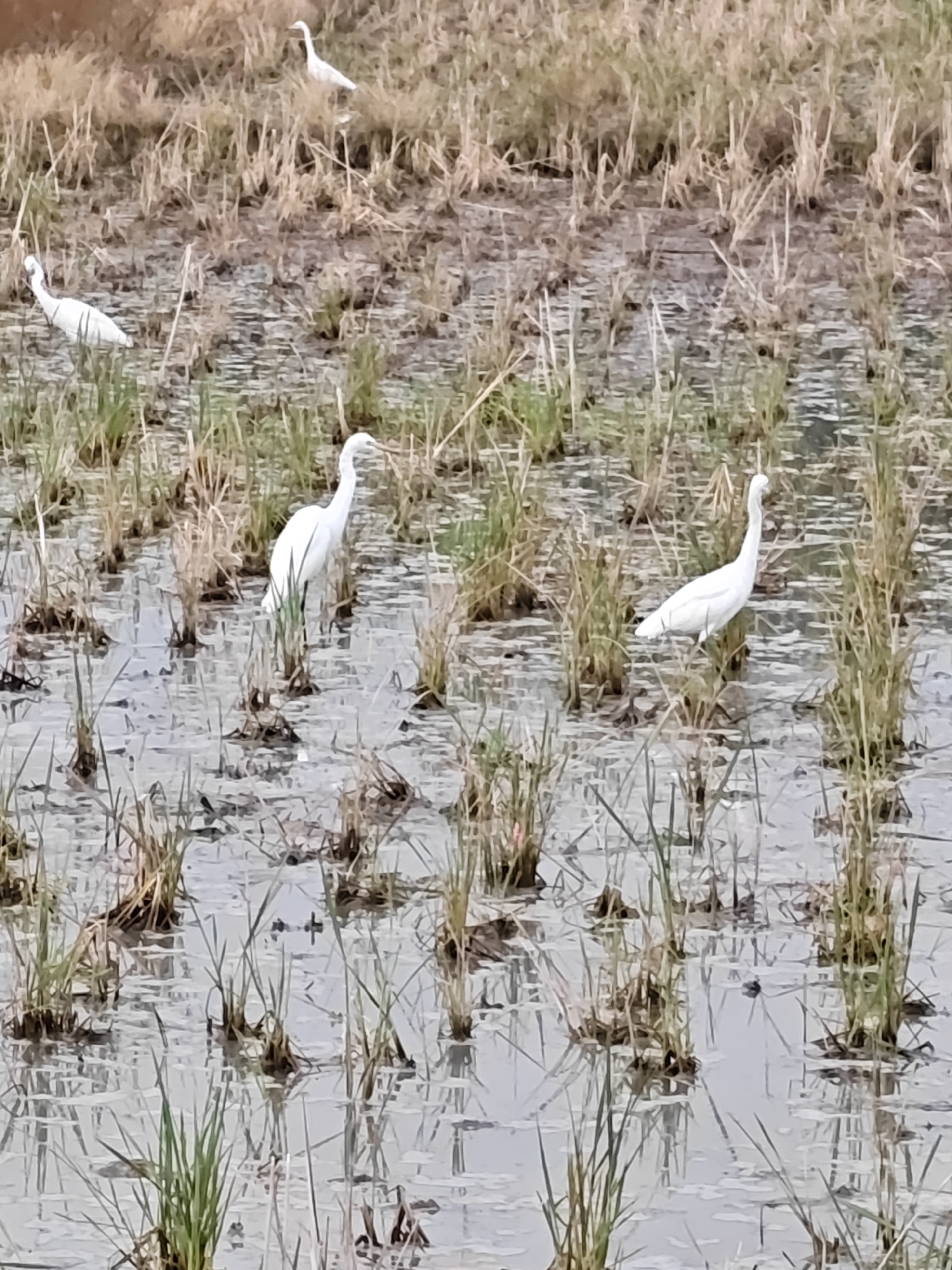 In Meunasahalue, Indonesia, a body of water with submerged dry vegetation and scattered green shoots reflects the sky. Four white egrets are present in the water. One egret is in the upper left quadrant, facing left. Another is in the middle left quadrant, facing left. A third egret is in the middle right quadrant, facing left. The fourth egret is in the lower right quadrant, facing right. The background consists of dry, brown vegetation.