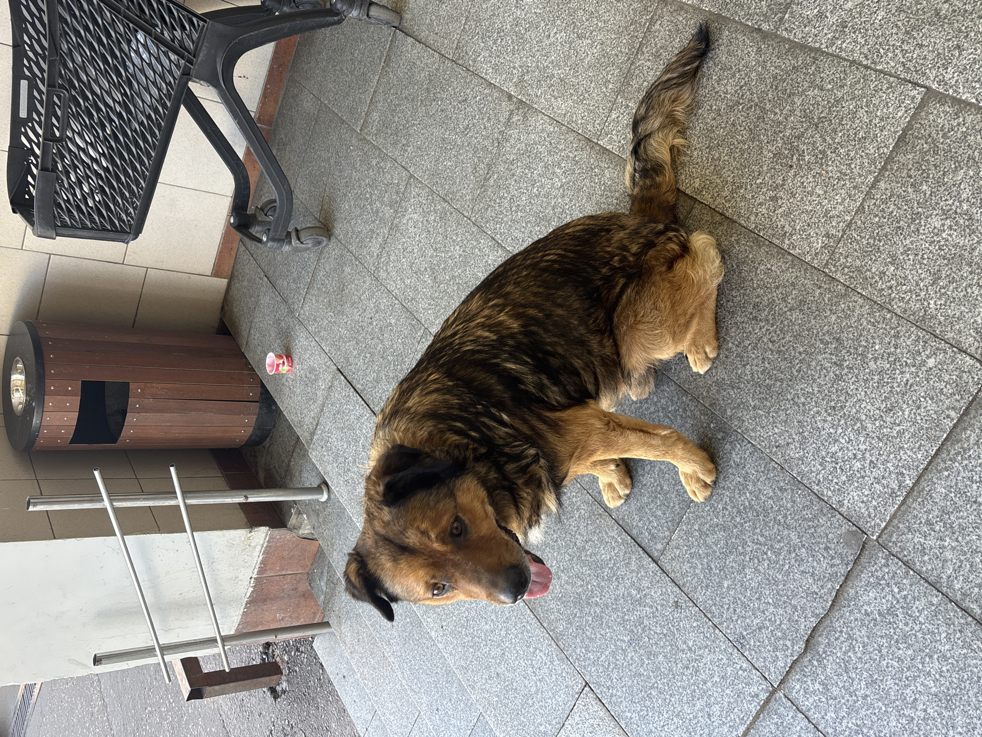 The image depicts a medium-sized dog with brown and black fur, sitting on a gray, tiled surface. The dog is facing left, with its tongue hanging out. Its fur is layered and appears somewhat disheveled. Behind the dog, to the left, are two metal handrails ascending a set of stairs. A wooden trash receptacle with a metal top is situated behind the handrails. To the right of the dog is a black shopping cart with a wire basket. Further to the right, a light-colored tiled wall forms the background. A small, pink cup is visible on the ground in front of the shopping cart. The overall scene appears to be an outdoor public space, possibly near an entrance or shopping area. The location is identified as Zvenigorod, Russia.