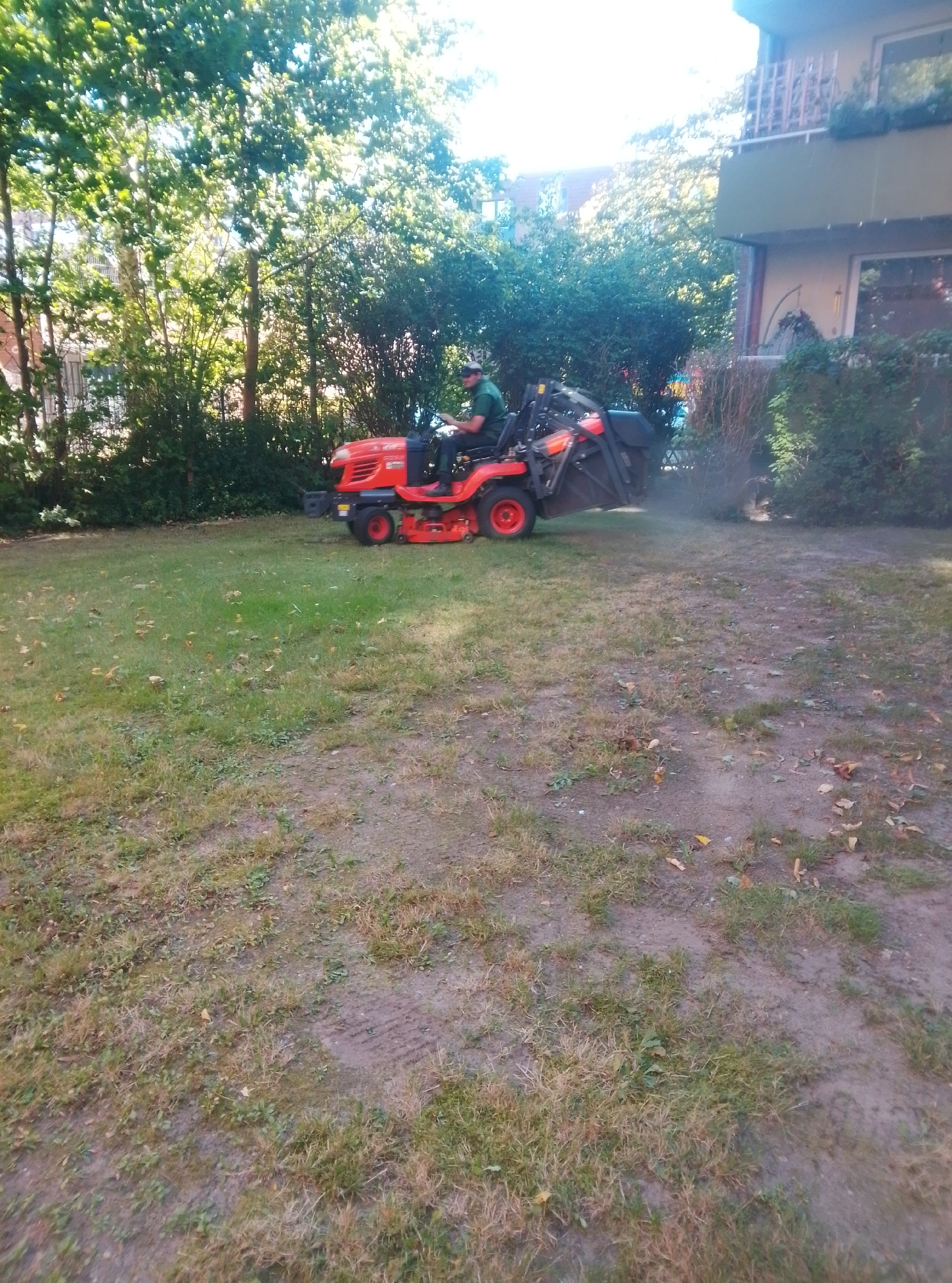 A person is operating a red and black riding lawn mower with a grass catcher attachment. The person is wearing a green shirt and a white baseball cap. They are on a lawn with scattered patches of dry grass and some fallen leaves. In the background, there are trees, bushes, and the side of a building with a balcony. The scene appears to be in a residential area in Wedel, Germany, specifically in the vicinity of 25, Birkenallee, a location known for its green spaces and residential buildings. The overall impression is of routine lawn maintenance on a sunny day.
