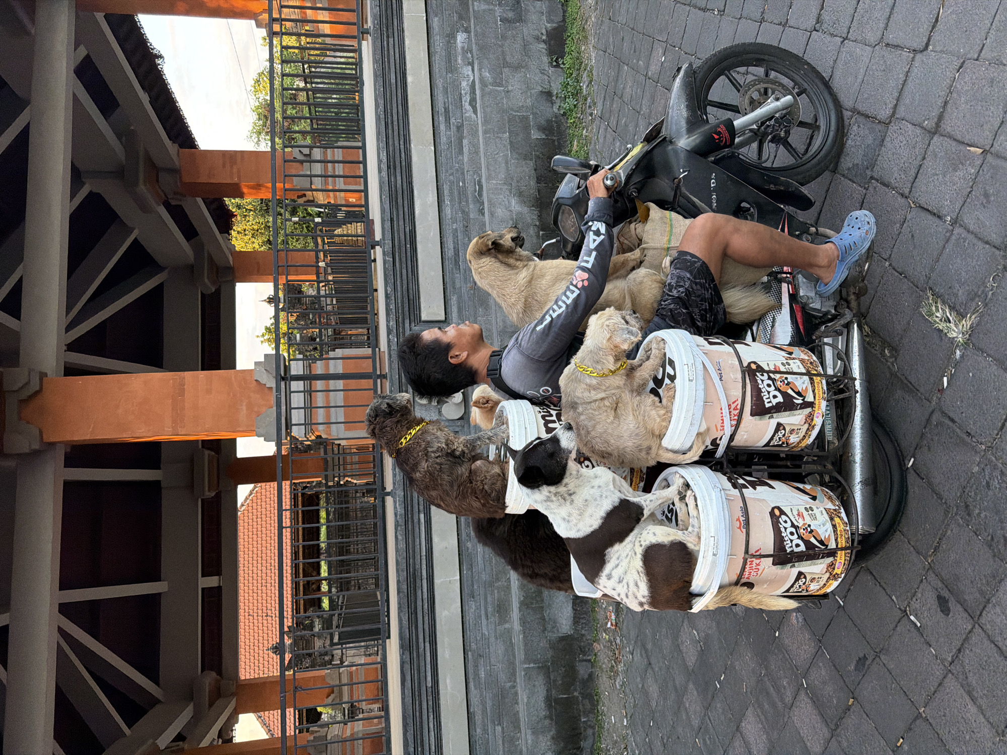 A man is riding a motorcycle in Mengwi, Indonesia, with five dogs on the back. The man is wearing a grey long-sleeved shirt and patterned shorts, and he has a yellow chain necklace on one of the dogs. The dogs are of various breeds and sizes, and they are all sitting in white buckets or on a sack behind the man. The motorcycle is black and has a silver exhaust pipe. The background appears to be a street with a building with orange columns and a tiled roof. The ground is paved with cobblestones.
