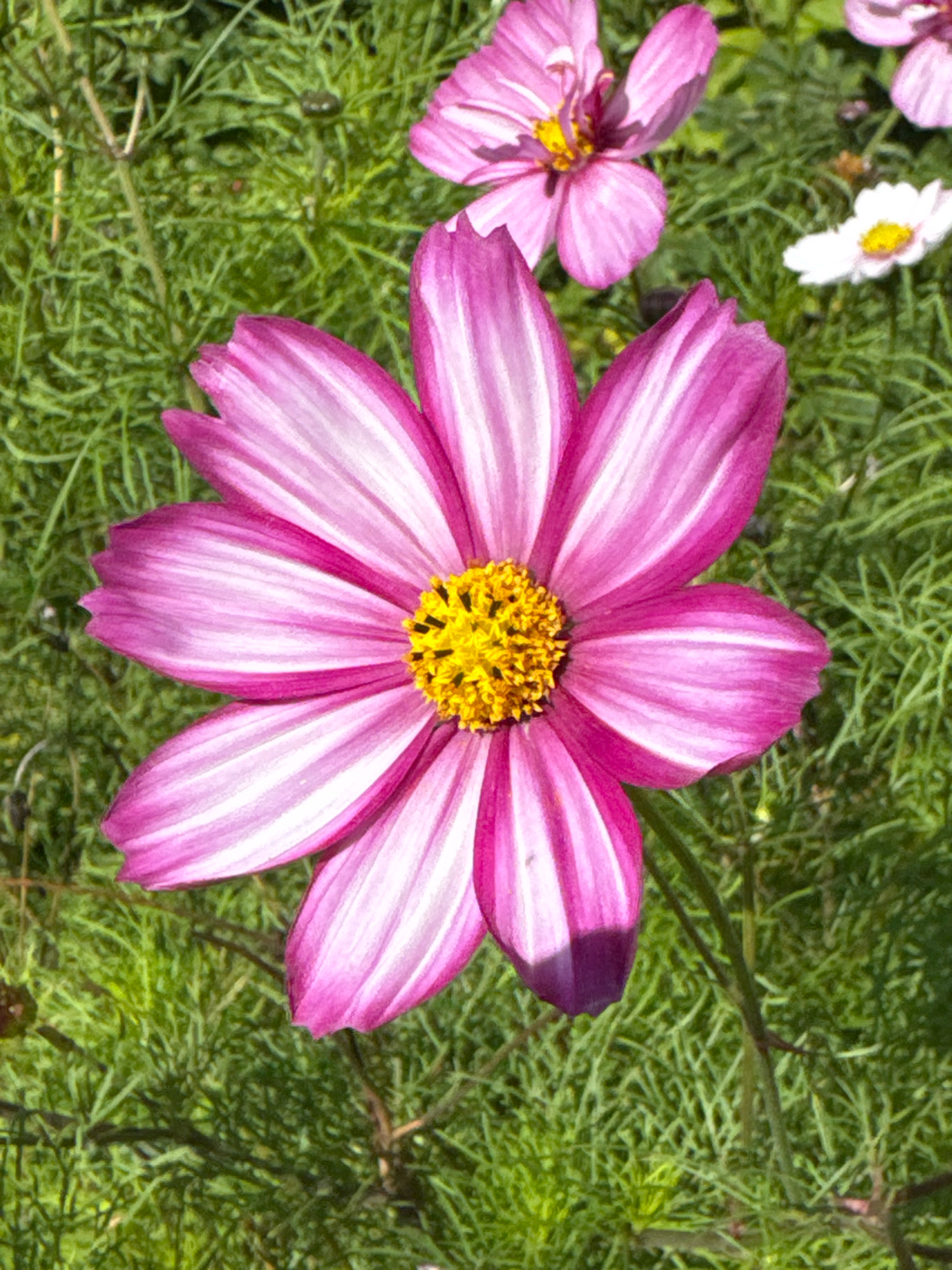 A top-down, close-up shot shows a vibrant pink and white striped cosmos flower. The flower's center is a bright yellow, with delicate pistils extending outwards. The petals are thin and slightly ruffled, with bold stripes of deep pink and white radiating from the center. The flower is surrounded by lush green foliage, which is slightly blurred, indicating a shallow depth of field. In the background, to the right, is a smaller white cosmos flower with a yellow center. To the left and top of the image, parts of other pink cosmos flowers are visible. The overall impression is one of a bright, sunny day in a garden. No specific location within the city of Valday, Russia, can be determined from the image.