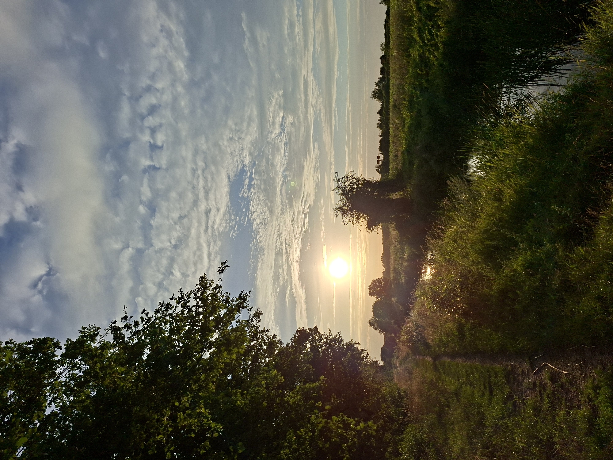 An eye-level shot captures a tranquil nature scene in Schönefeld, Germany, as the sun descends. A dirt path, illuminated by the golden hour, meanders through lush green grass and vegetation. To the left, the dark silhouette of a large tree with dense foliage frames the scene. A narrow body of water, reflecting the sky and surrounding greenery, runs parallel to the path on the right. In the distance, a flat landscape is dotted with scattered trees and some indistinct structures, possibly houses. The sky is a canvas of soft blue with a dramatic display of white, wispy clouds, some of which are tinged with the warm hues of the setting sun. The overall atmosphere is peaceful and serene, indicative of a rural or park-like setting within the municipality.