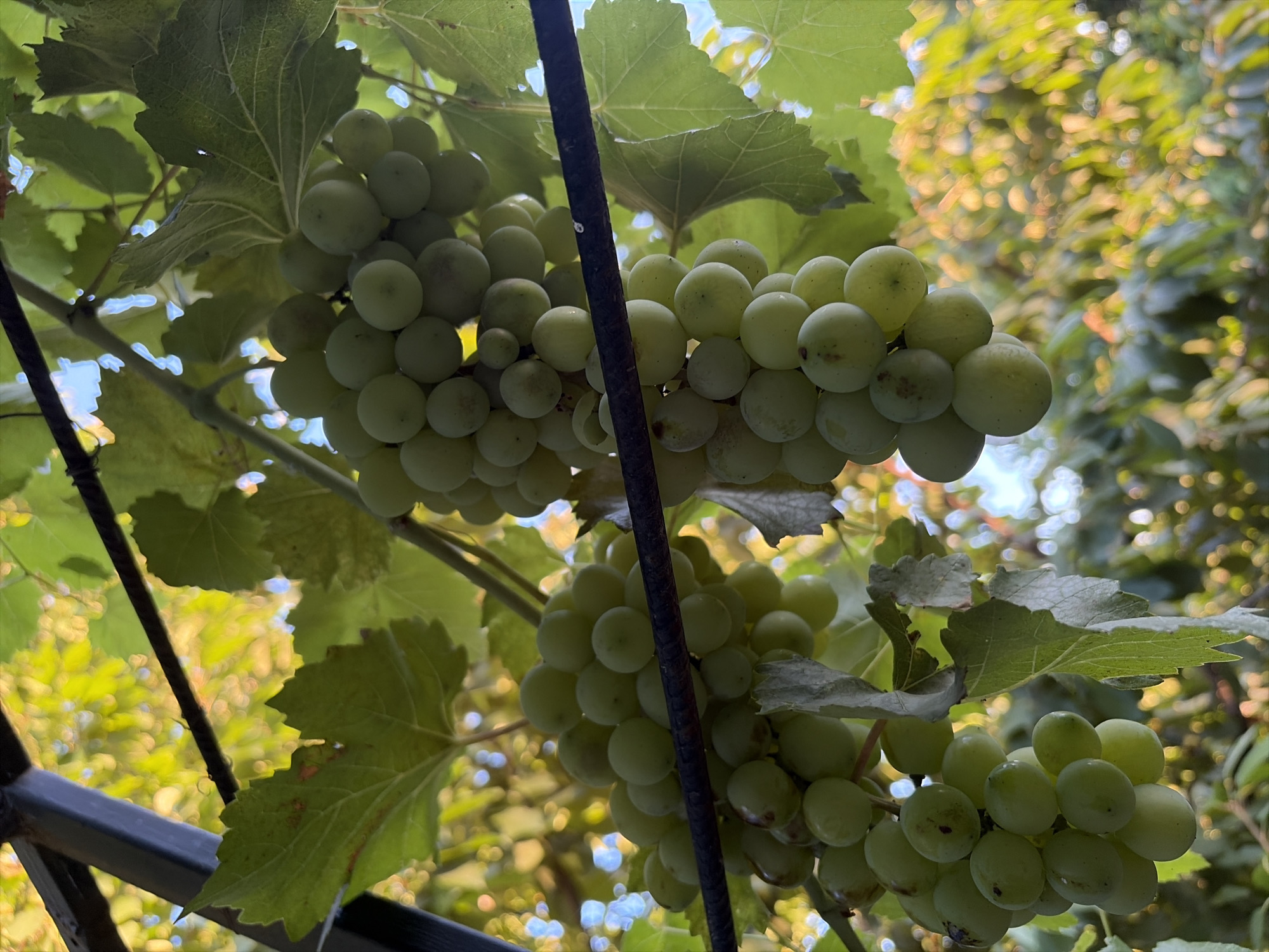 In Oxentea, Moldova, a close-up, low-angle shot captures several clusters of unripe green grapes hanging from a vine. The grapes are round and pale green, with some showing slight blemishes. They are supported by thick, woody stems and surrounded by large, veined green grape leaves. A dark metal bar runs horizontally across the mid-ground, partially obscuring the grapes. In the background, out-of-focus foliage and dappled sunlight create a soft, bokeh effect, with hints of blue sky visible through the leaves. The lighting suggests it is daytime.