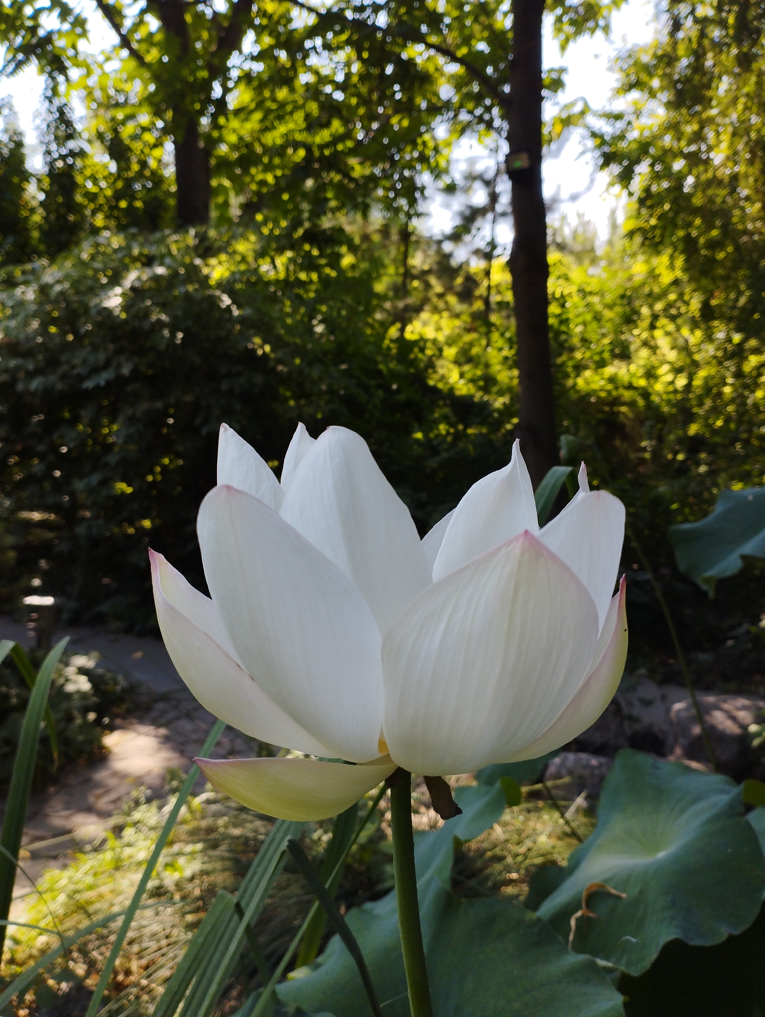 A white lotus flower is in the foreground, with its petals unfurled. The flower is on a green stem. Behind the lotus flower is a lush green background of trees and foliage, with sunlight filtering through the leaves. The scene appears to be in a garden or park. This image does not contain any elements that suggest it is located in Kattasu, Uzbekistan.