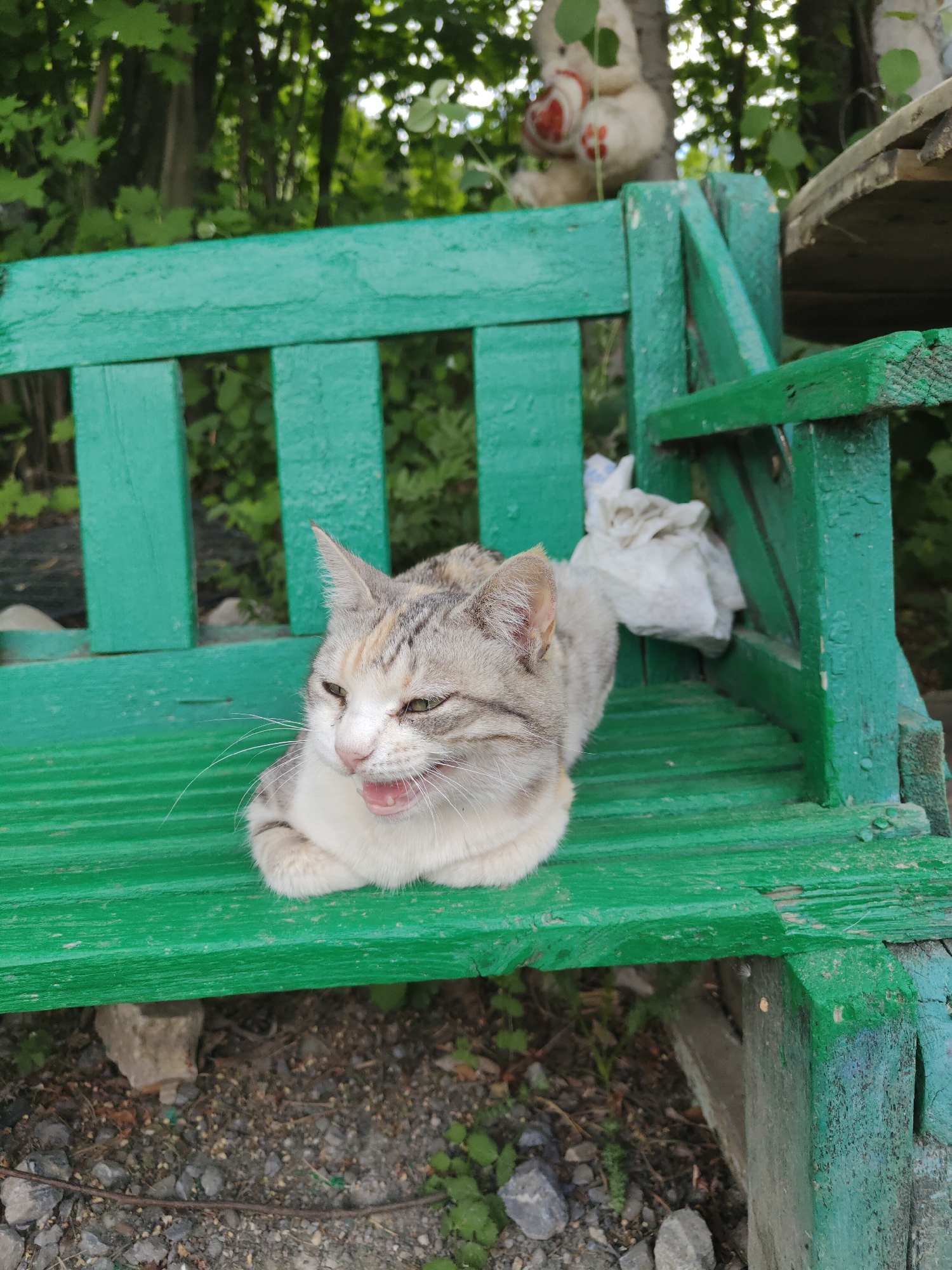 A medium-shot captures a cat perched on a green wooden bench. The cat has white and gray fur and is lying down with its mouth slightly open. Behind the bench is dense greenery and a stuffed teddy bear. The ground beneath the bench is covered in gravel and small stones. The photograph was taken in Sim, Russia.