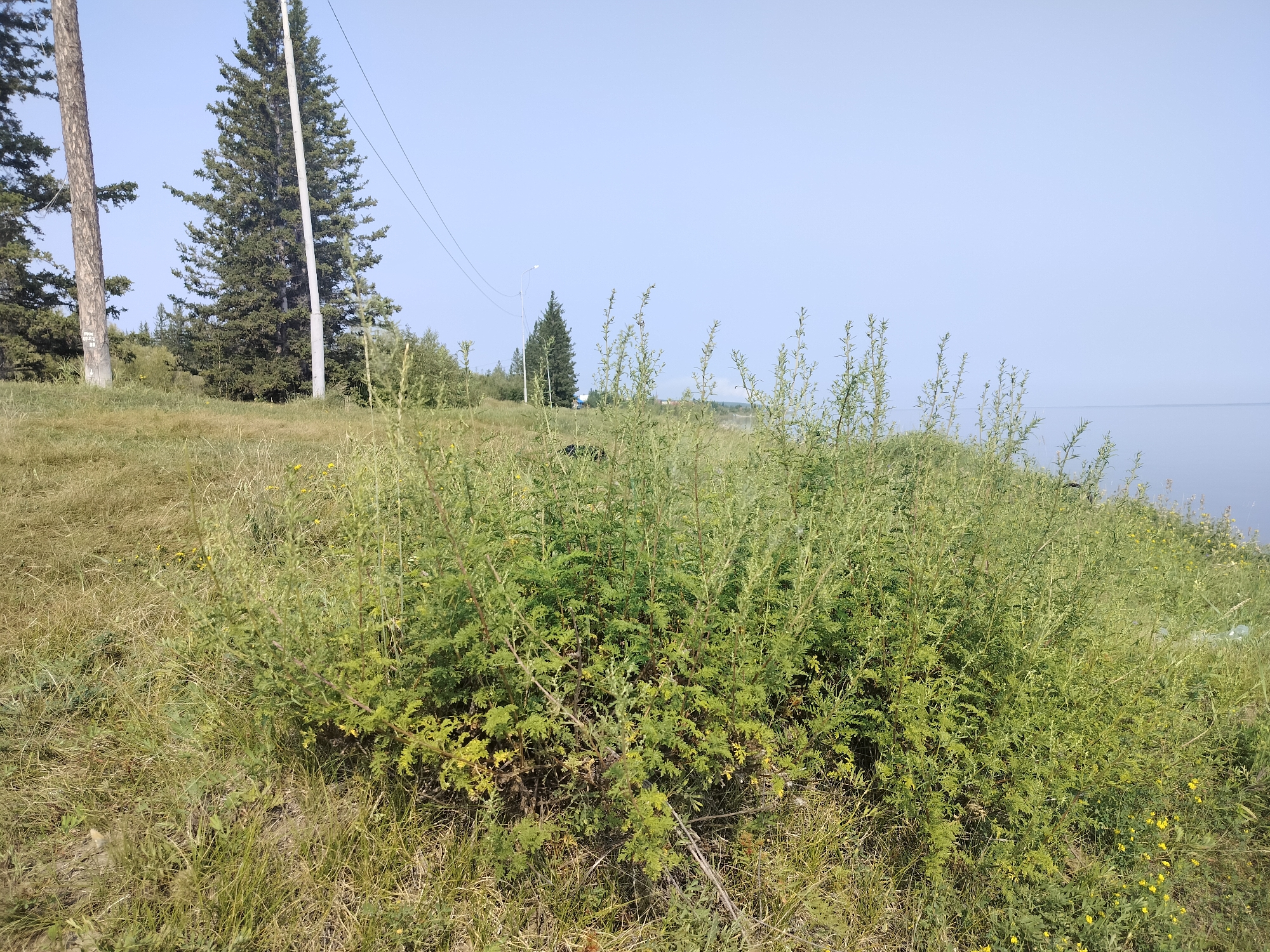 The image depicts a natural landscape with a clear sky and calm water body in the background. In the foreground, there is a dense growth of green bushes and dry grass. Several tall evergreen trees are visible to the left, and a utility pole with wires runs through the scene. The overall impression is that of a rural or undeveloped area. The presence of the utility pole suggests proximity to infrastructure. The scene appears to be taken during daylight hours.