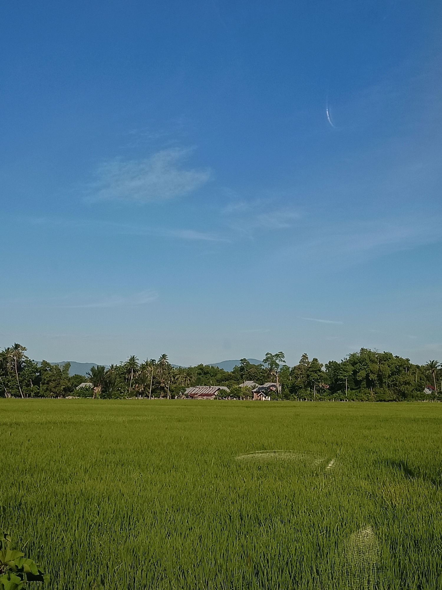 In the city of Teungoh Baro, Indonesia, a vast, vibrant green rice paddy stretches across the foreground of the image. The field is densely populated with young rice stalks, suggesting an early stage of growth, and appears to be neatly cultivated. In the middle ground, a line of lush green trees forms a natural border, interspersed with a few scattered houses, their roofs visible above the foliage. Palm trees are also present, adding to the tropical landscape. Beyond the trees, distant hills or mountains are faintly visible, bathed in the soft light of a clear, bright blue sky. A subtle, wispy cloud formation is present in the upper right quadrant of the sky. The overall impression is one of rural tranquility and natural beauty.
