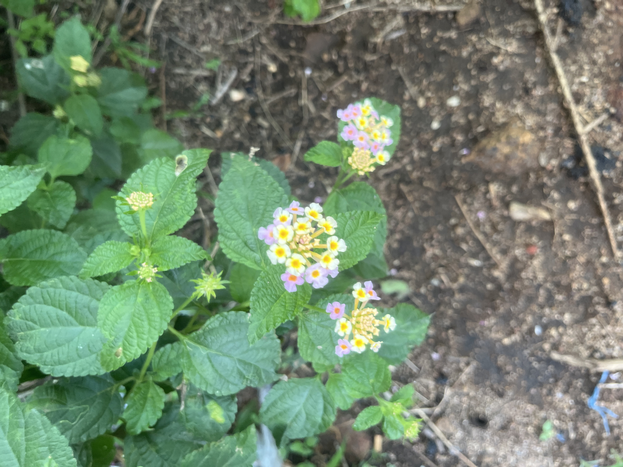 The image captures a plant, presented as being located in Barakin Akawo, Nigeria, exhibiting multiple clusters of small, multi-colored flowers. Each flower features a vibrant yellow center surrounded by petals that transition from white to light pink or lavender. Three main clusters of open flowers are visible, along with several green, unopened flower buds. The plant has numerous green, ovate leaves with textured surfaces and serrated edges; one leaf in the upper-center shows a minor brown mark. The plant is growing in dark brown soil interspersed with small pebbles, organic debris such as twigs and dried leaves, and sparse indistinct light-colored particles. A small, faint blue piece of apparent plastic is discernible on the ground in the lower-left. No individuals, animals, or significant artificial structures are present. The scene is illuminated by ambient light.