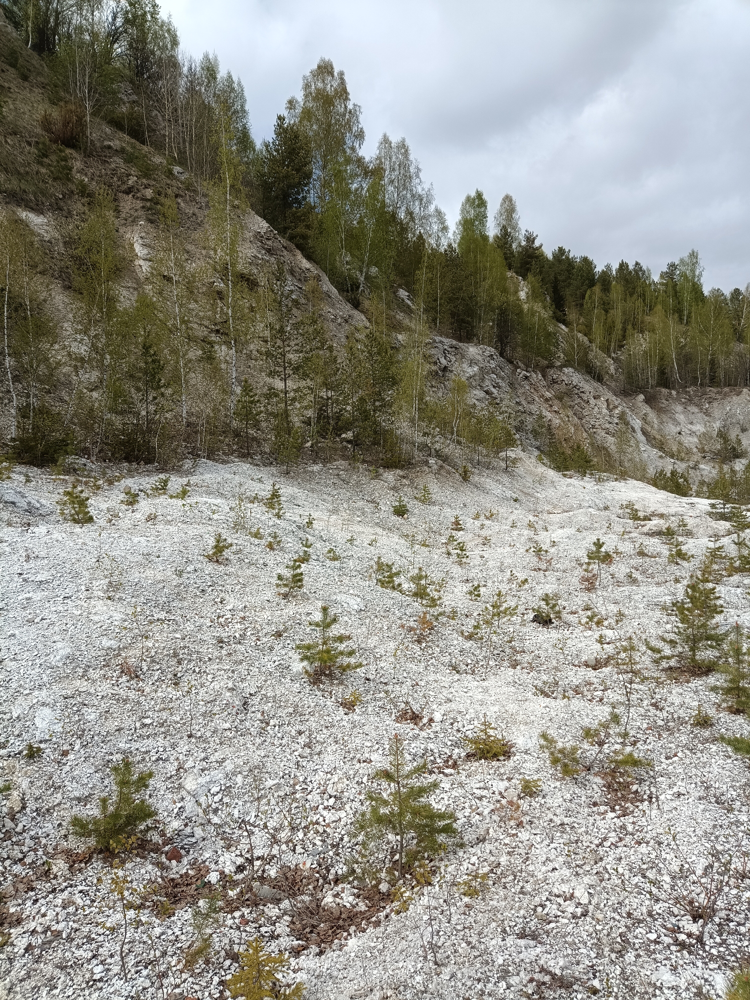 The image depicts a landscape in Посад, Russia, characterized by a hillside composed primarily of light-colored, fragmented rock. Vegetation includes a mix of deciduous and coniferous trees, with young saplings scattered across the rocky terrain. The sky is overcast. There is no evidence of people, subjects, or actions.