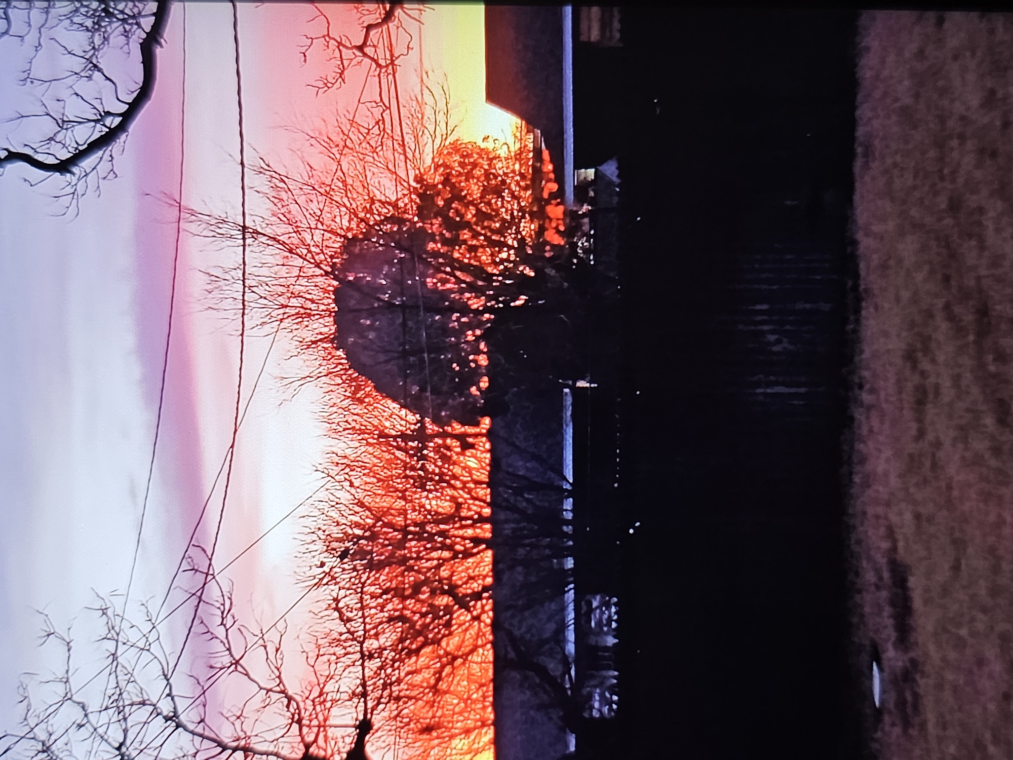 This is a nighttime, full shot of a residential area in Amarillo, Texas, USA, featuring a vibrant sunset. The sky transitions from a pale lavender at the top to a bright pink and orange hue near the horizon, creating a dramatic backdrop. Silhouetted against the colorful sky are the bare branches of deciduous trees and utility wires. In the middle ground, the dark silhouettes of houses and a fence are visible. The foreground consists of dry, reddish-brown grass. The overall impression is one of a peaceful, early evening scene in a suburban environment.