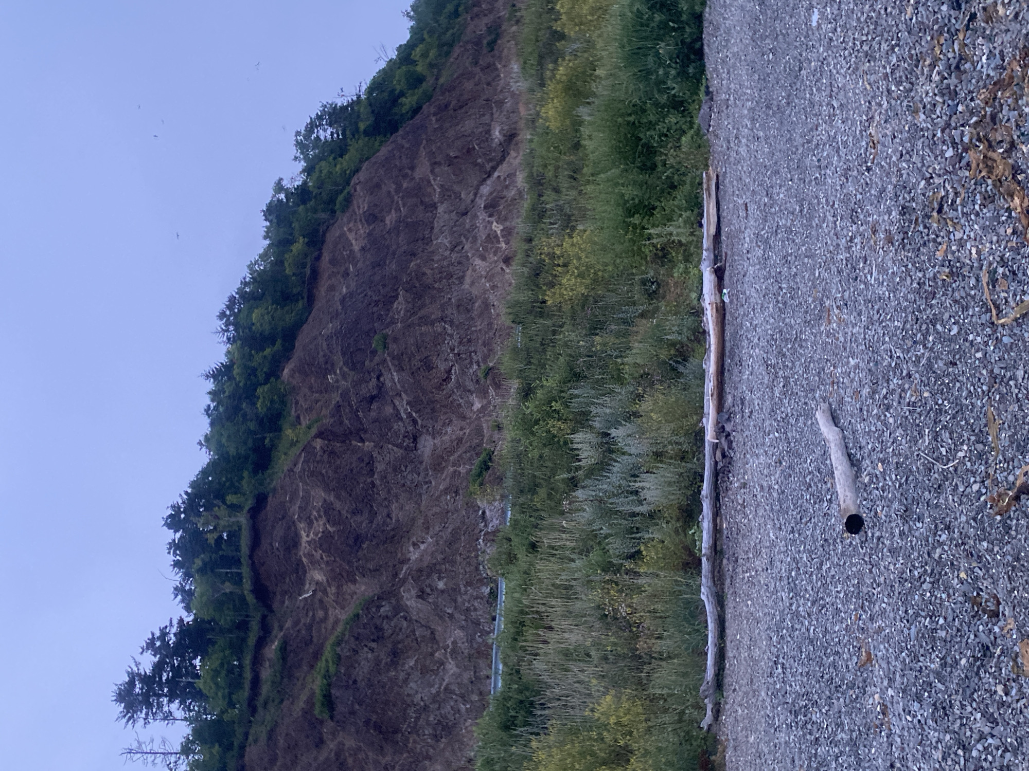 The image depicts a coastal scene with a prominent cliff face covered in vegetation and a rocky beach in the foreground. The cliff is steep and appears to have undergone erosion, with exposed soil and rock formations. A line of trees tops the cliff, with a few dead trees also visible. Below the cliff is a dense band of greenery, including tall grasses and bushes, with a road partially visible through the foliage. The beach is composed of small grey pebbles and scattered driftwood. One piece of driftwood, a thick log, lies horizontally across the mid-ground of the beach, and a smaller, broken log with a dark, hollowed end is in the foreground. The sky is overcast and pale blue, with a few distant birds visible in flight. The overall atmosphere is subdued and natural, suggesting an undeveloped or semi-developed coastal area.
The image is not taken in Korsakov, Russia.