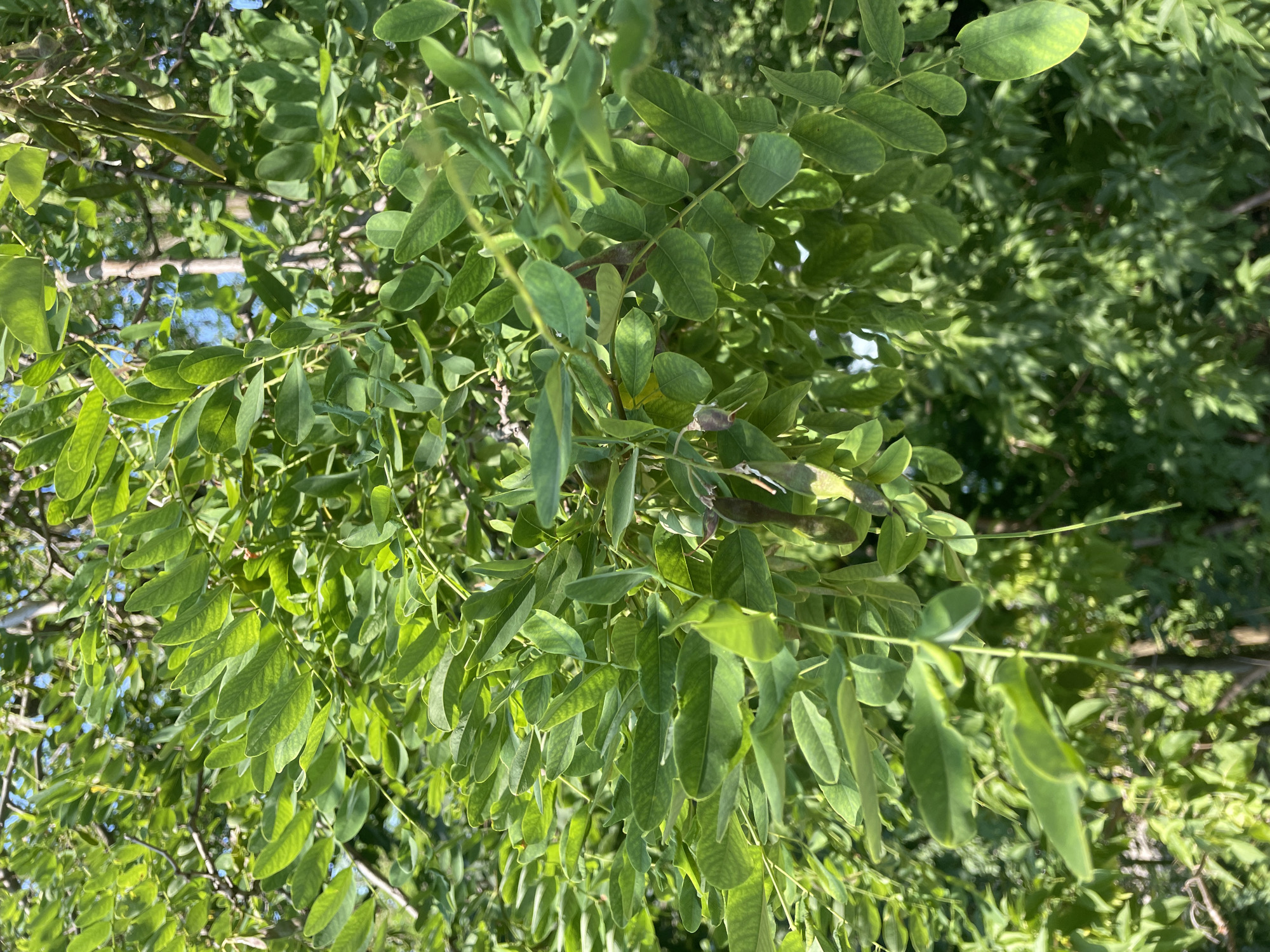 This media file is a close-up, vertically oriented shot of a tree's foliage. The leaves are compound, meaning they are composed of multiple leaflets attached to a central stem. The leaves are a vibrant green, indicating they are healthy and likely in the growing season. Some leaves show slight variations in color and texture, with a few appearing a lighter, more yellowish-green, and others displaying subtle veining patterns. The lighting suggests it is daytime, with sunlight filtering through the leaves, creating dappled shadows.
The image focuses on the intricate arrangement of the leaves and branches, creating a dense, somewhat abstract pattern of green. In the background, other trees and foliage are visible, creating a blurred green backdrop. A hint of blue sky can be seen through the gaps in the leaves, suggesting an outdoor setting on a clear day. There are no people, objects, or discernible text within the frame. The overall impression is one of natural abundance and the organic complexity of plant life. The angle of the shot, looking up into the canopy, gives a sense of being immersed within the tree.