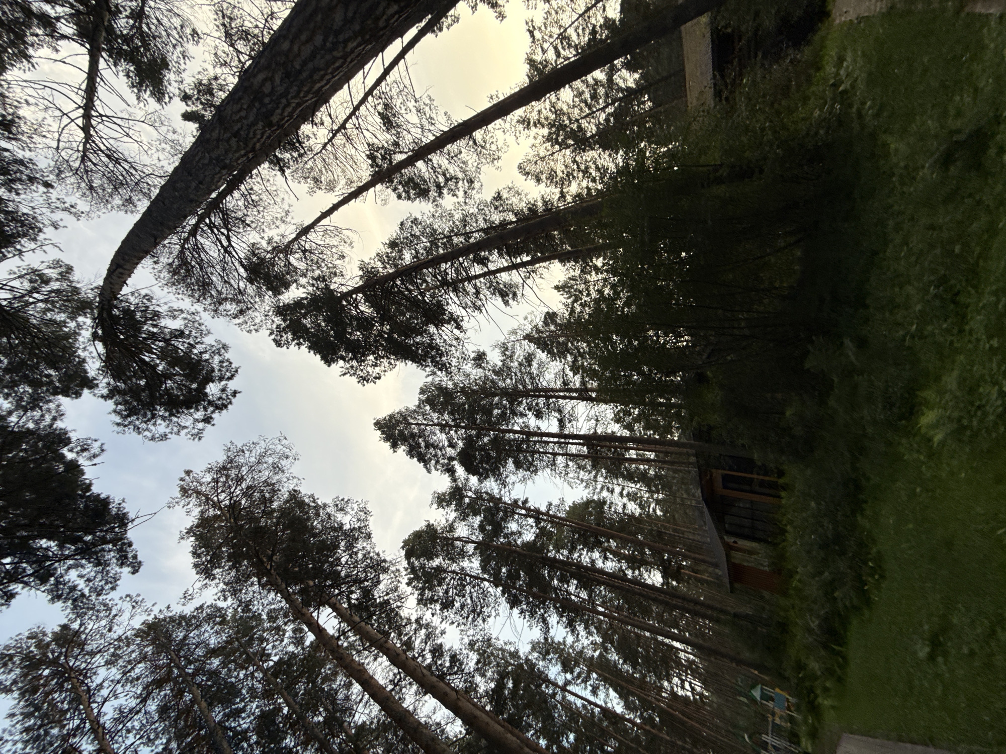 An upward-angle, wide shot captures a dense forest with tall pine trees reaching towards a pale, overcast sky. The forest floor is covered in green grass and lush vegetation. In the mid-ground, a small, rustic wooden structure with large windows and a sloping roof is nestled amongst the trees. To the left of this structure, a colorful playground structure is partially visible. The scene suggests a natural recreational area within or near a populated area. The lighting indicates it is either early morning or late afternoon. The location is identified as the city of Barangol, Russia.