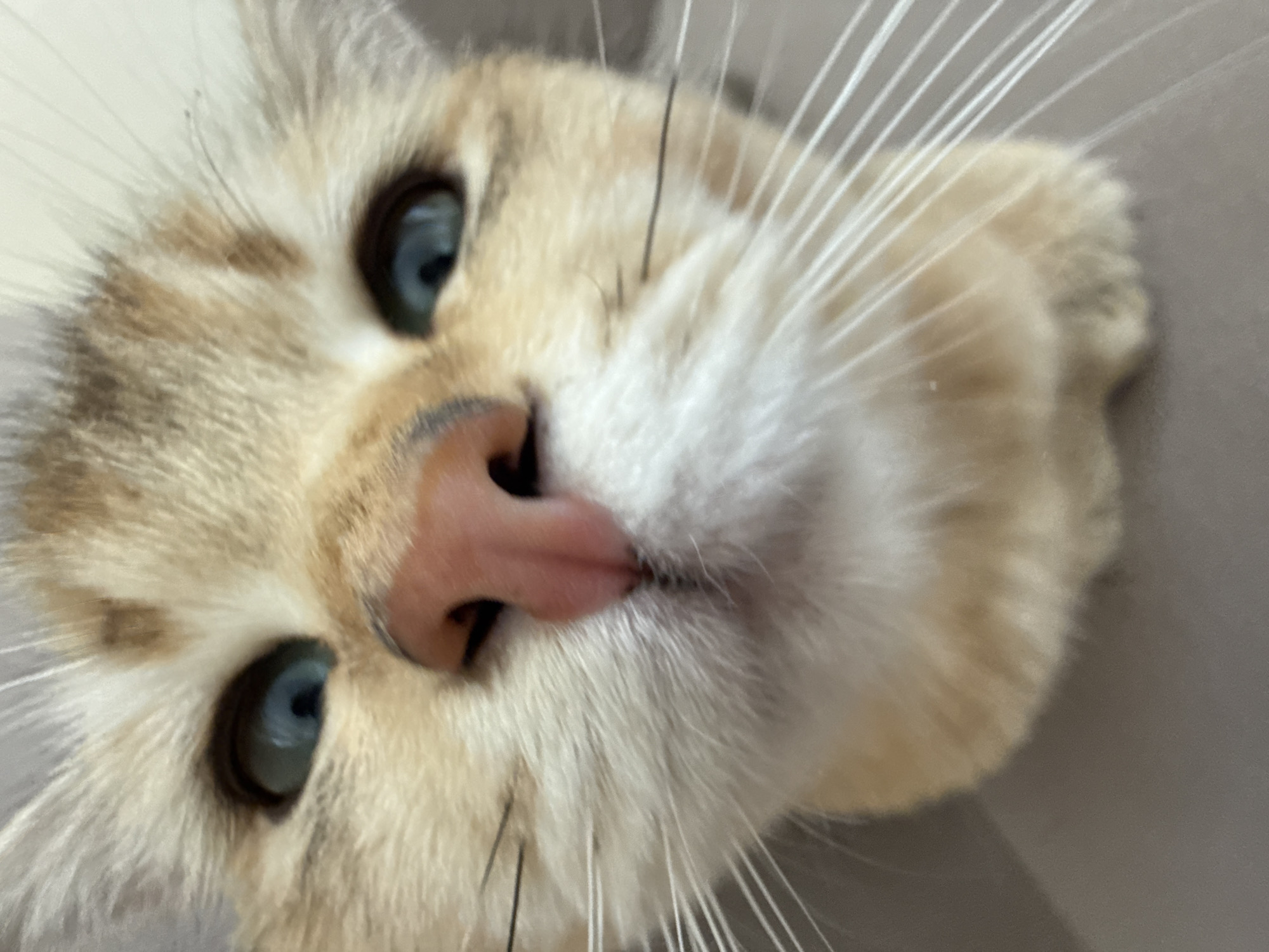 A close-up, slightly rotated portrait captures the face of a domestic cat. The cat's head is tilted, giving the impression it is looking up or at an angle. Its fur is a mix of creamy white, light tan, and ginger tones, with some subtle tabby-like markings visible around the eyes and forehead. The cat's prominent features are its striking, wide-open blue eyes, which are directed towards the viewer. Its pink, textured nose is centrally positioned at the bottom of the frame, with a small part of its mouth and chin visible beneath it. Long, white whiskers radiate outwards from its muzzle, fanning across the frame against a plain, light grey or beige background. The lighting appears soft and even, suggesting an indoor setting, though no specific objects are discernible in the background. No visible text is present in the image. The cat's expression appears curious and attentive.