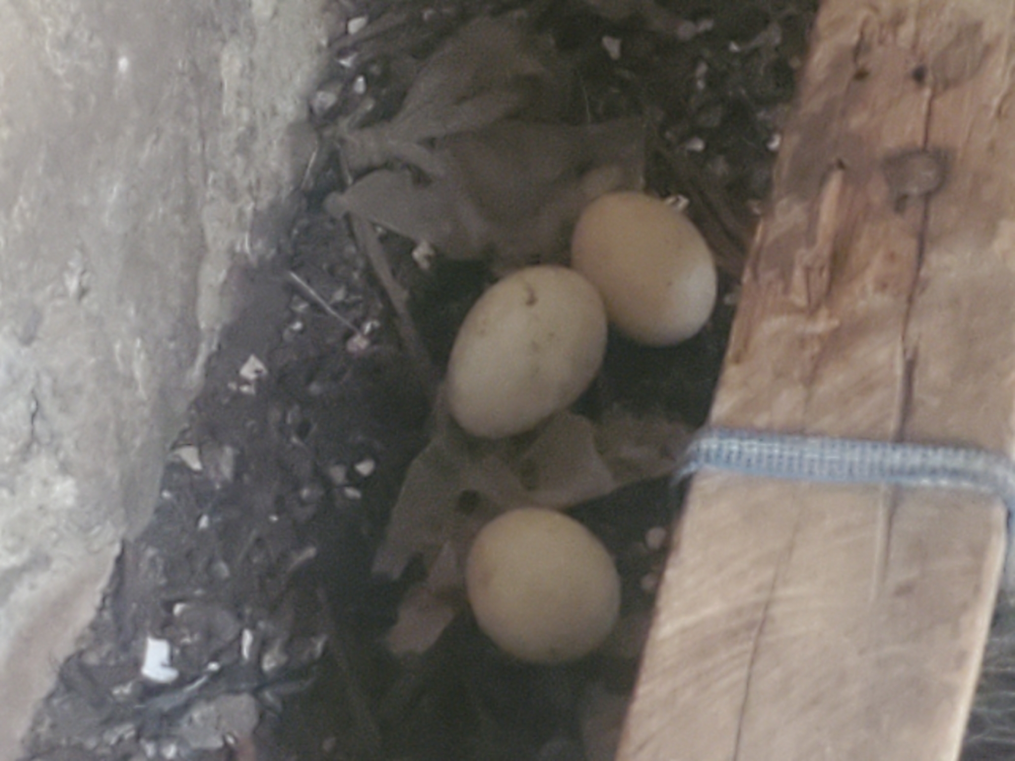 Three pale brown eggs are nestled in a dark, somewhat cluttered environment that appears to be a nest or enclosure. The eggs are oval-shaped and vary slightly in size and color saturation. One egg is positioned to the left, and two are clustered together to the right of it. Behind the eggs, there is a pale, textured surface that could be a wall or part of the nest's structure. To the right of the eggs, a wooden plank is visible, oriented vertically and taking up the right side of the frame. A blue, woven band is wrapped around the upper portion of this plank. The ground or nest material surrounding the eggs is dark and composed of various small particles and possibly dried organic matter. The overall lighting is dim, suggesting an indoor or shaded location.