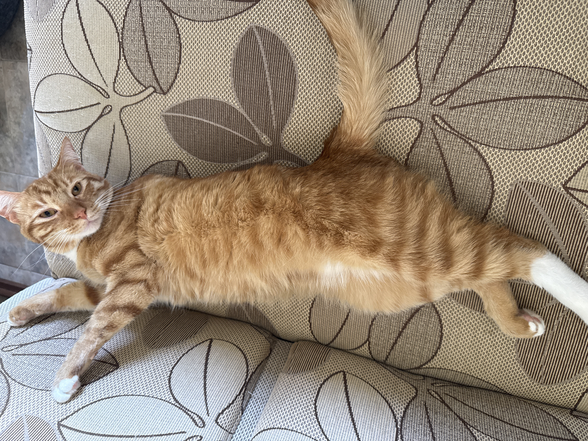 An orange tabby cat is lying stretched out on a patterned couch or armchair, looking towards the viewer with a relaxed expression. The cat's fur is a warm ginger color with darker tabby stripes visible on its body and head. It has white markings on its belly and paws, with one front paw and one hind paw distinctly white. The cat's tail, fluffy and ginger-colored, is curved upwards.
The furniture on which the cat rests is upholstered in a textured fabric featuring a repeating pattern of abstract leaf or floral shapes outlined in dark brown against a light beige or light brown background. The fabric itself has a woven appearance, displaying fine grid patterns and striped sections within the leaf designs.
The setting appears to be indoors, likely a domestic environment such as a living room in Vratsa, Bulgaria. The lighting is bright and even, suggesting daytime. The cat seems to be in a comfortable and calm state, perhaps about to nap or observing its surroundings. No visible text is present in the image.