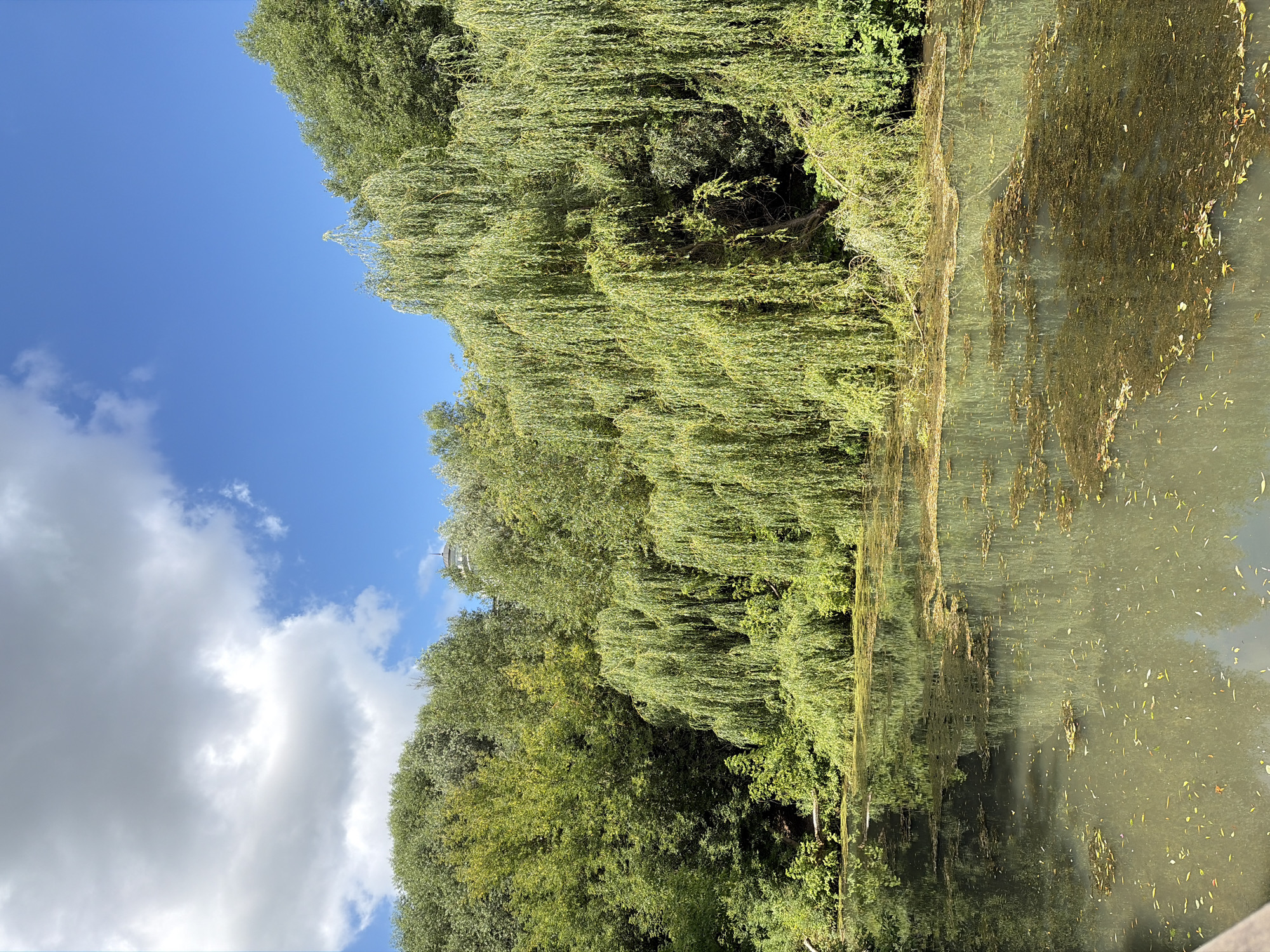 A tranquil pond is bordered by a dense growth of lush green trees, with a prominent weeping willow dominating the right side of the frame, its long, drooping branches cascading towards the water's surface. The pond's surface is murky, with patches of algae and scattered leaves floating on top, reflecting the surrounding foliage and the bright blue sky dotted with white clouds. The scene evokes a sense of peaceful seclusion within a natural setting, possibly a park or a quiet corner of the city. The location is identified as the city of Khimki, Russia.
