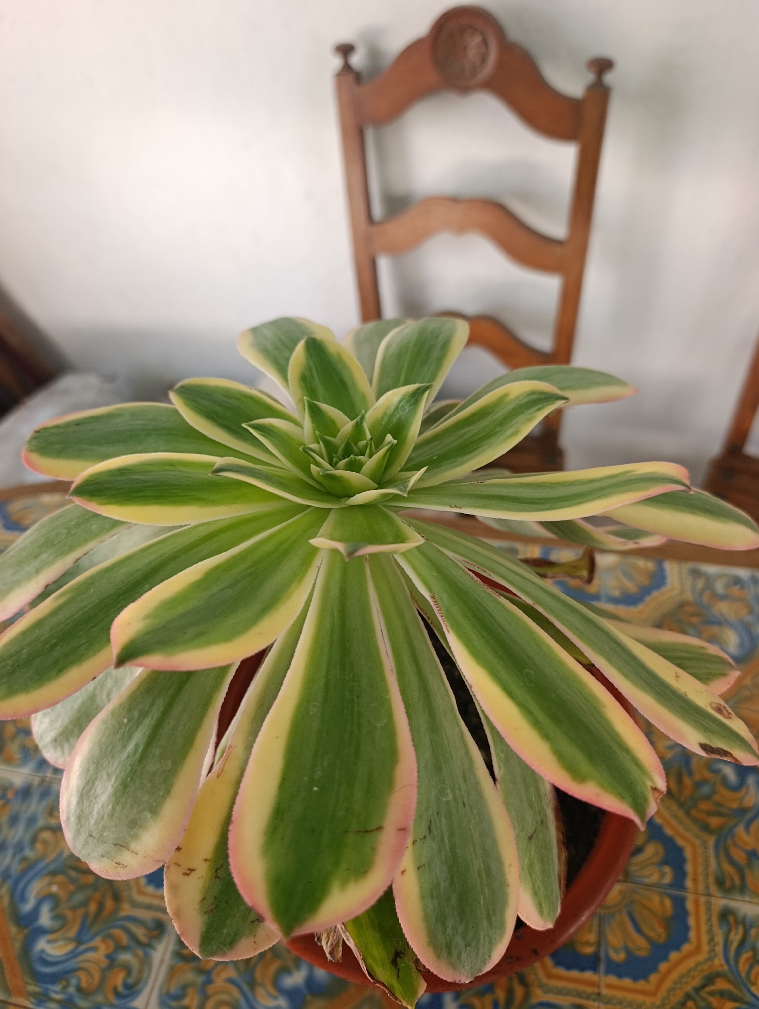 The image shows a close-up of a succulent plant with green and yellow variegated leaves, tinged with pink along the edges. The plant is in a brown pot and sits on a table with a patterned tablecloth featuring blue and yellow designs. In the background, out of focus, is the back of a wooden chair with a curved backrest. The setting appears to be indoors, possibly in a home or restaurant, in Setúbal, Portugal, given the characteristic tile patterns and wooden furniture often found in the region. There are no people or animals present. The lighting is natural, coming from the side, casting subtle shadows.