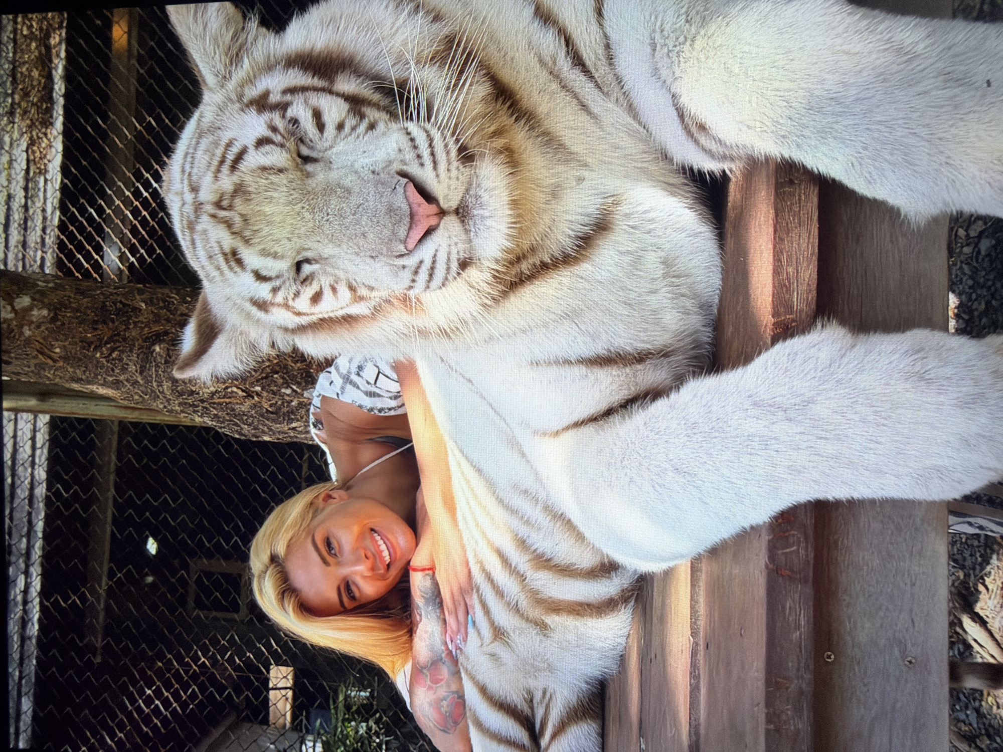 A vibrant, rotated image, set during daylight, captures a young blonde woman posing intimately with a large white tiger. The woman, smiling broadly, wears a light-colored, patterned top and a red bracelet on her left wrist, where a tattoo (possibly floral or a paw print) is visible. She leans close to the tiger, with her arm resting on its back.
The white tiger lies serenely, appearing to be asleep or in a very relaxed state, with its eyes mostly closed and a distinct pink nose. Its fur is predominantly white with light brown stripes. The tiger rests on a sturdy wooden platform or beam.
In the background, a dark wire mesh fence indicates an animal enclosure, suggesting a zoo, wildlife sanctuary, or a similar facility. The ground consists of natural earth or dirt. The scene conveys a sense of calm and gentle interaction between the woman and the tiger, both appearing tranquil under bright, clear lighting. There is no visible text in the image.