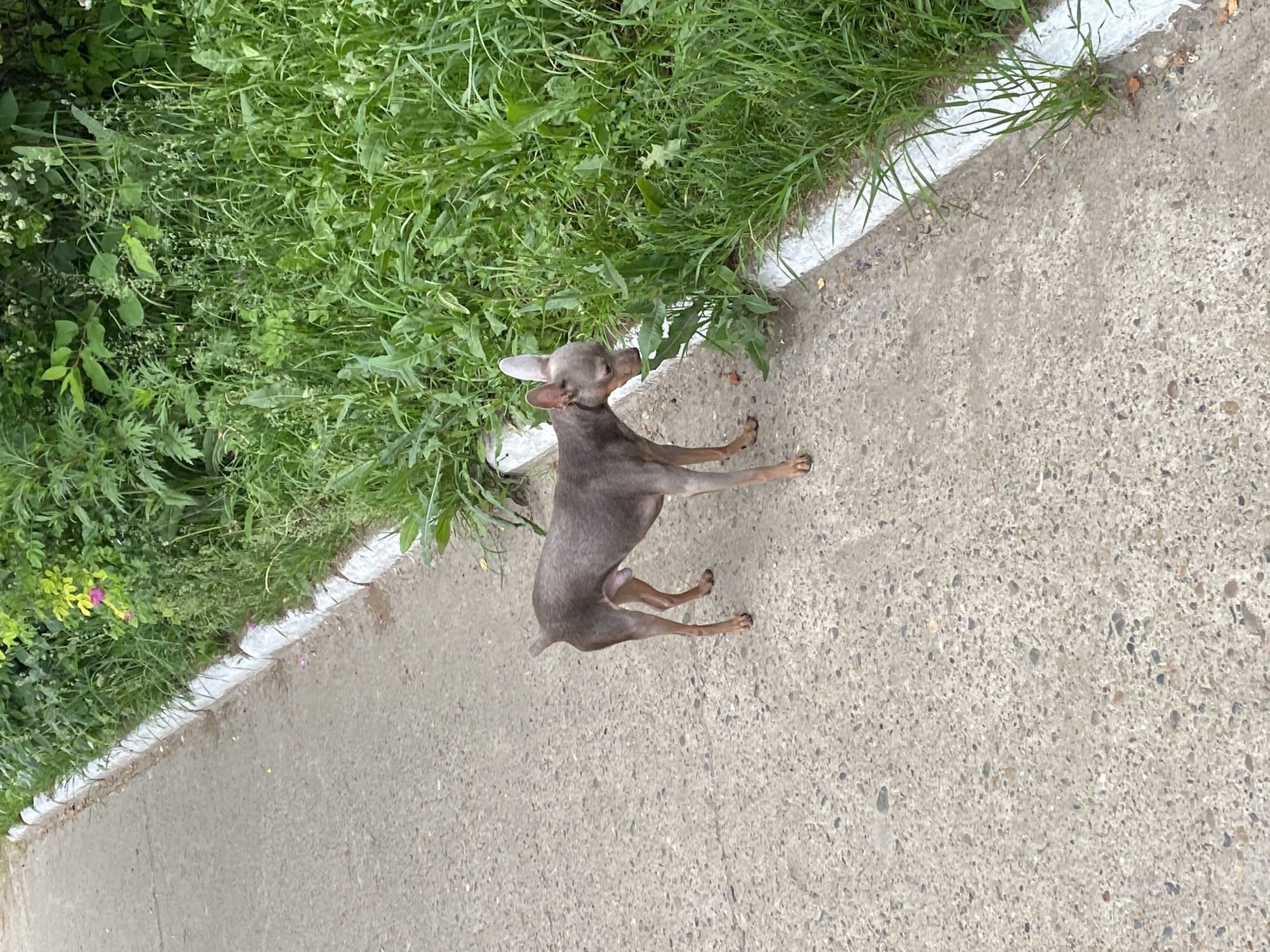 A small, short-haired dog, possibly a Miniature Pinscher or a similar breed, stands on a light grey concrete path. The dog has a sleek, greyish-brown (blue fawn) coat and large, pointed ears. Its head is tilted slightly upwards, and it appears to be looking towards or sniffing the dense green grass and foliage that borders the path.
A distinct white painted line runs along the edge where the concrete meets the vegetation, separating the pathway from the natural growth. The background is filled with various shades of green from the overgrown grass and leafy plants.
The scene depicts an outdoor setting in Chaikovsky, Russia, likely a sidewalk or a path in a park or residential area. The lighting suggests it is daytime, with soft, even illumination indicating either an overcast sky or indirect sunlight. There are no people visible, and the dog seems to be the sole subject of attention, engaged in a moment of exploration. No visible text is present in the image.