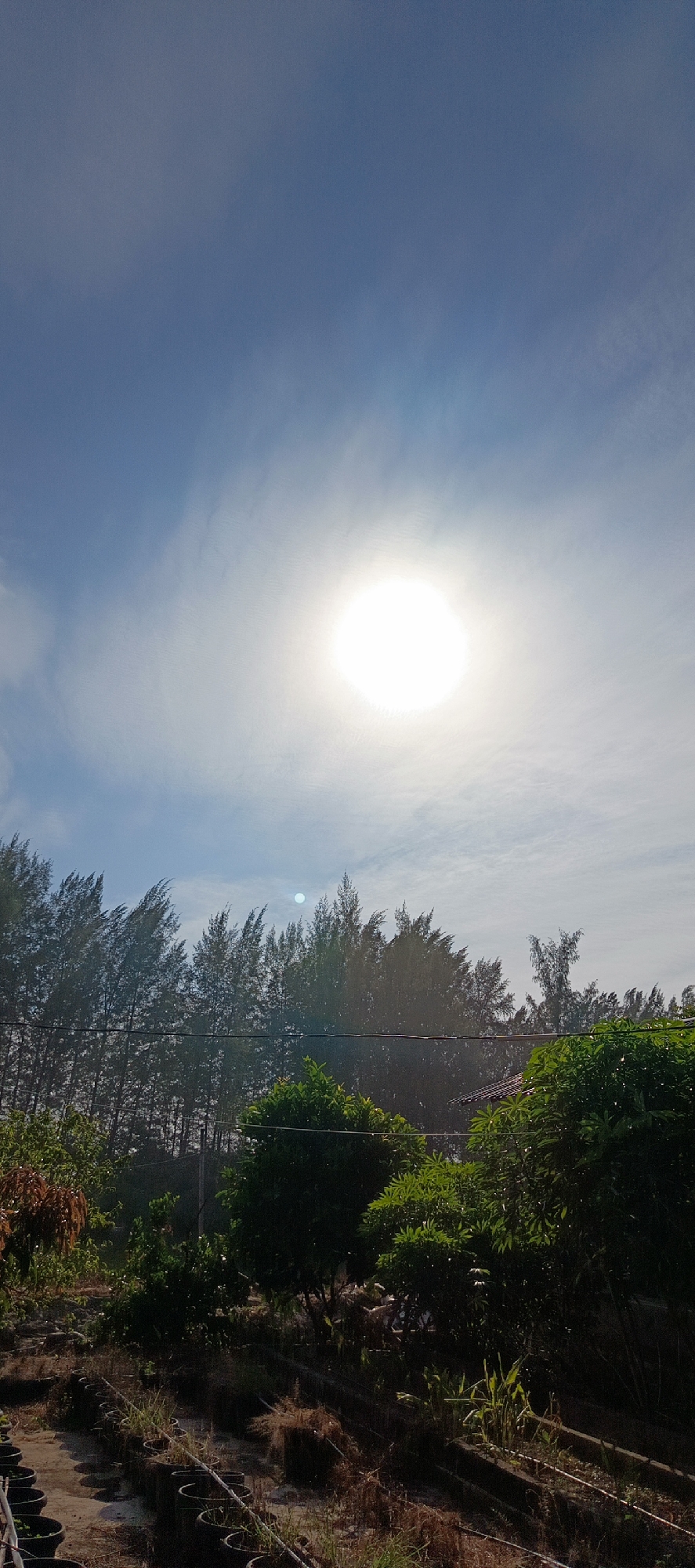 The image depicts a bright, sunny day with the sun prominently featured in the upper center of the frame. The sky is a clear blue with wispy white clouds. Below the sky, a dense line of tall, dark green trees stretches across the middle ground, their branches appearing to sway. In the foreground, there is an area with rows of black circular planters, some containing dry grass or straw, and others empty or with sparse vegetation. The ground appears to be a mix of dirt and concrete. A few scattered green plants and bushes are visible amongst the planters. The overall scene suggests an outdoor environment, possibly a nursery or a rural area. The location is identified as Meunasahmesjid, Indonesia.