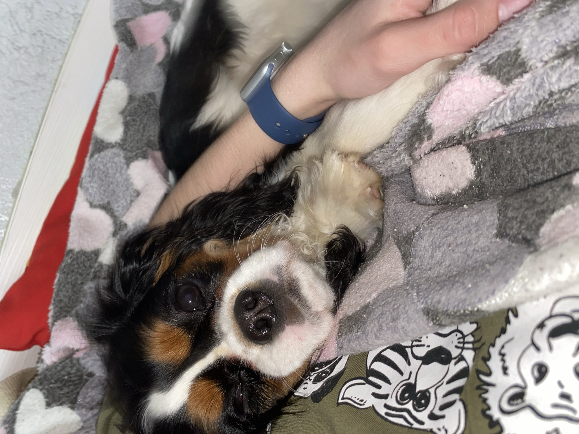 The image depicts a Cavalier King Charles Spaniel dog lying on a patterned blanket indoors. A person's arm, wearing a blue smartwatch, rests near the dog. The blanket has a heart pattern on one side and a cartoon face pattern on the other. The dog is black, white, and brown with a black nose. The location is unknown.