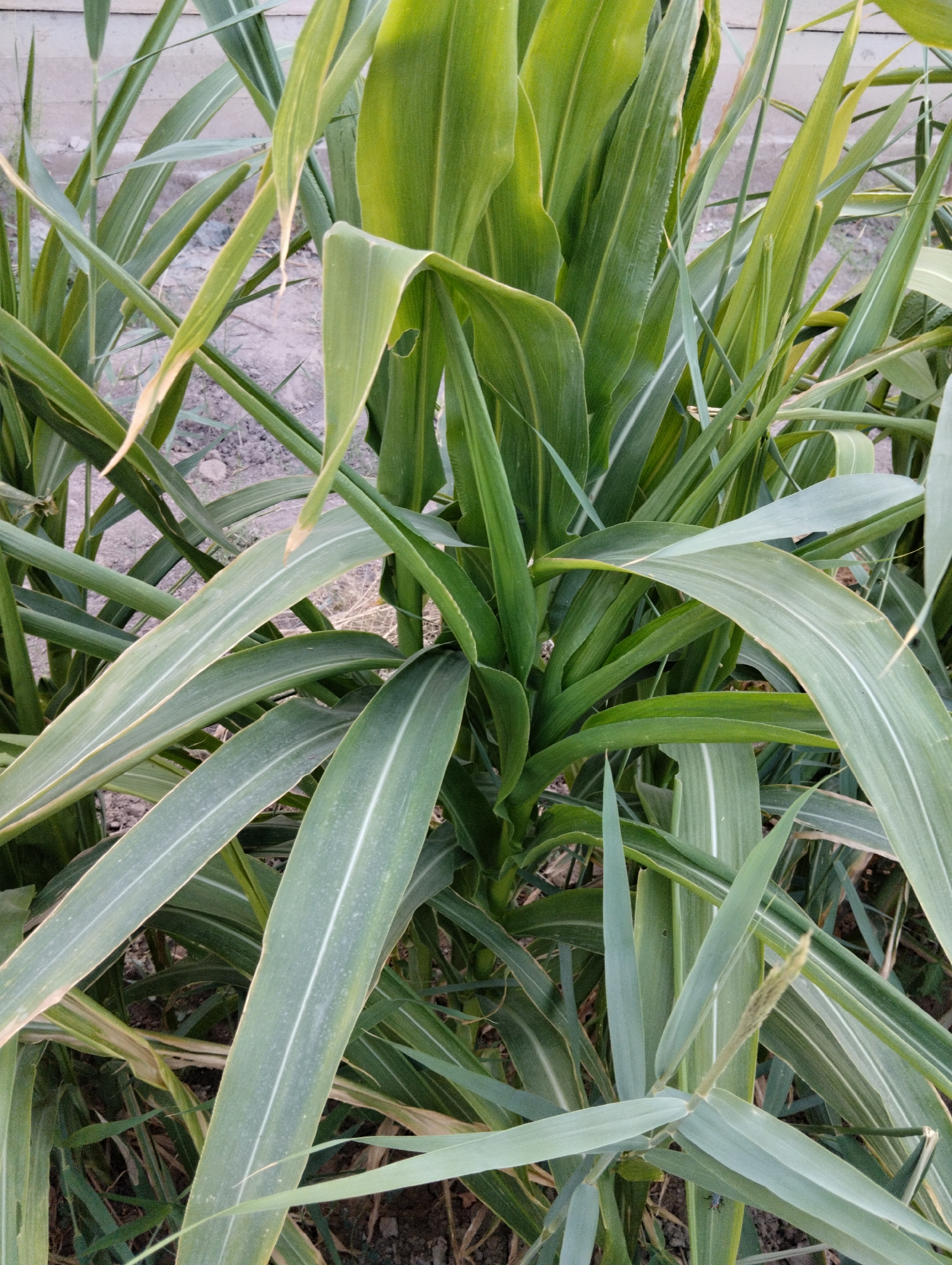 The image shows a close-up view of a dense stand of green sorghum plants in Qanlikul, Uzbekistan. The plants have long, broad leaves with prominent white or pale green veins running lengthwise. Some leaves are bent or curved, creating a layered effect. The ground beneath the plants is visible in patches, appearing to be dry soil with some scattered dried vegetation. In the background, a light-colored, textured wall is partially visible. The lighting suggests it is daytime, likely outdoors. There are no people or animals visible in the scene. The overall impression is one of lush vegetation in a rural or agricultural setting within Qanlikul.