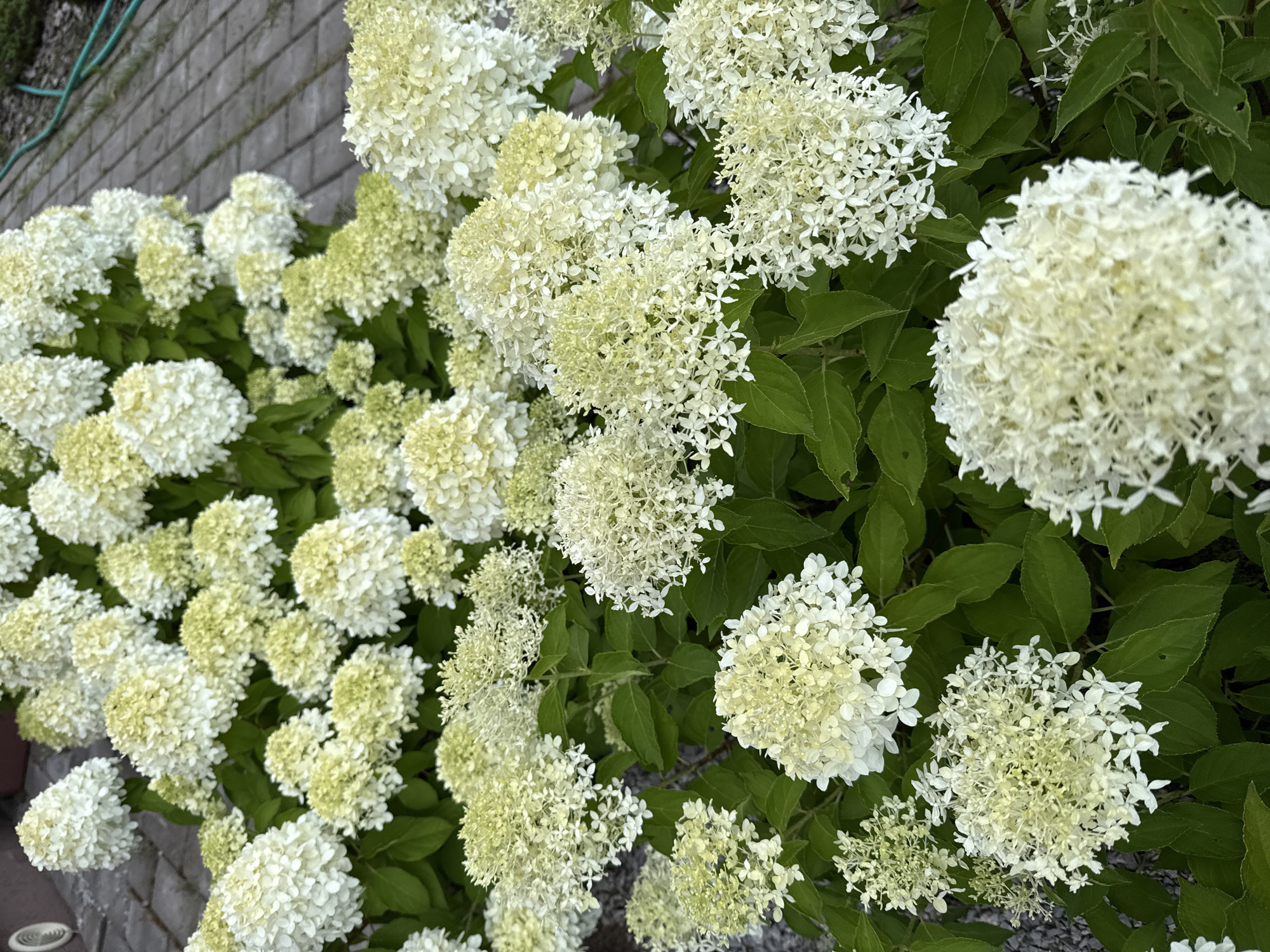 The image shows a dense cluster of white hydrangeas in full bloom. The flowers are predominantly white with some hints of pale green, and they are arranged in large, conical clusters. The foliage is a deep green. In the background, a paved pathway, likely made of stone or brick, is visible, along with a green garden hose. The scene appears to be an outdoor garden setting, possibly in the city of Nagayevo, Russia, given the context of the prompt. There are no people or animals present in the image. The overall impression is one of abundant natural beauty.