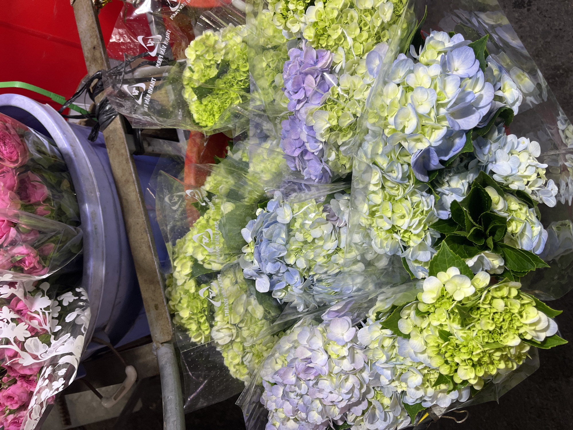 This is a high-angle, eye-level, full shot of several bouquets of hydrangeas and roses being sold at an outdoor flower stall in the city of Bac Nha Trang Ward, Vietnam. The flowers are in various shades of pink, light purple, light blue, and lime green. Some of the bouquets are wrapped in clear plastic with white floral patterns, while others are simply wrapped in clear plastic. The flowers are arranged in a dark blue bucket, and a red plastic bin is visible in the background. The stall appears to be set up on a street, with a metal cart supporting some of the flowers. There are no people visible in the image. The lighting is natural, suggesting it is daytime.